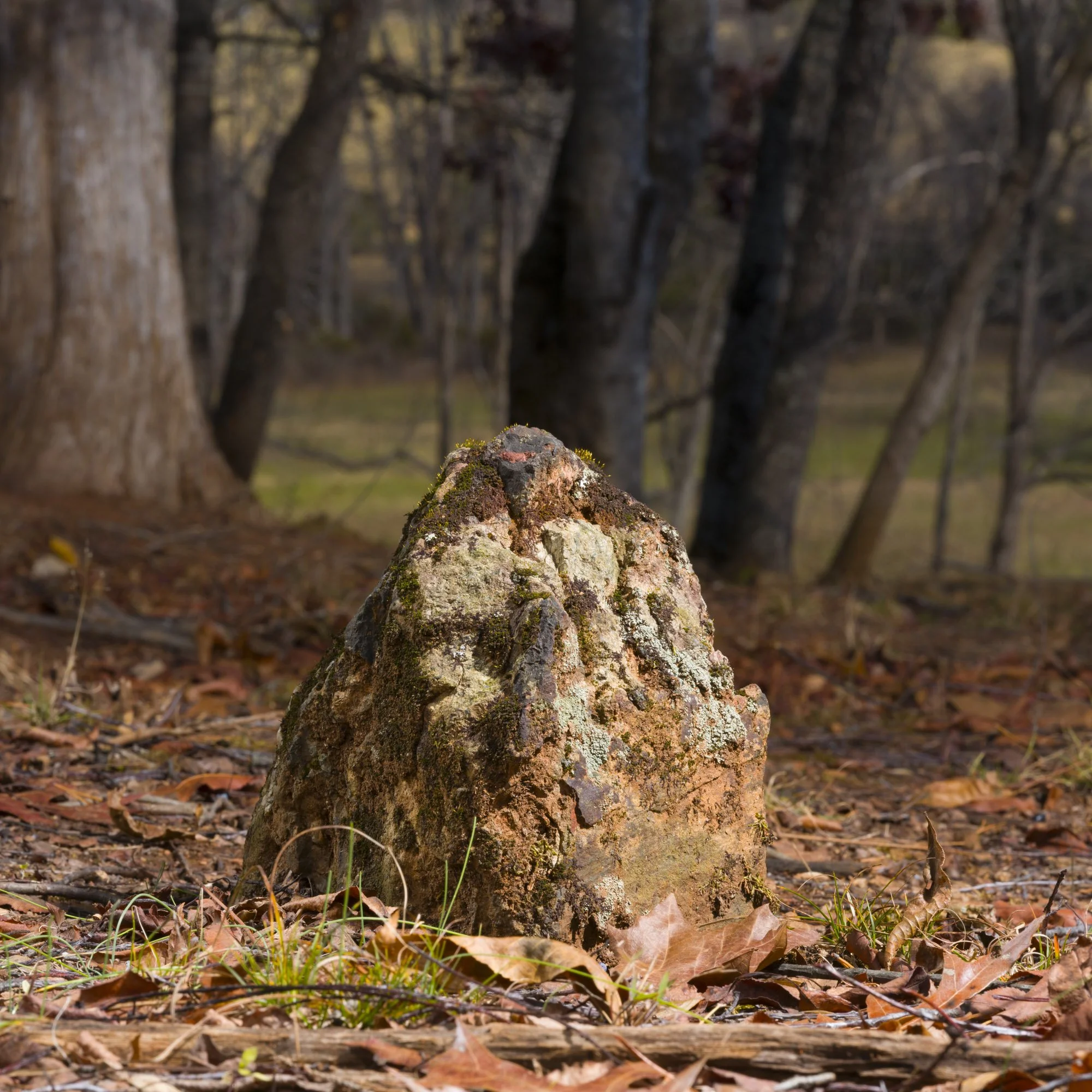 A moss-covered rock on a leaf-carpeted forest floor with trees in the background.