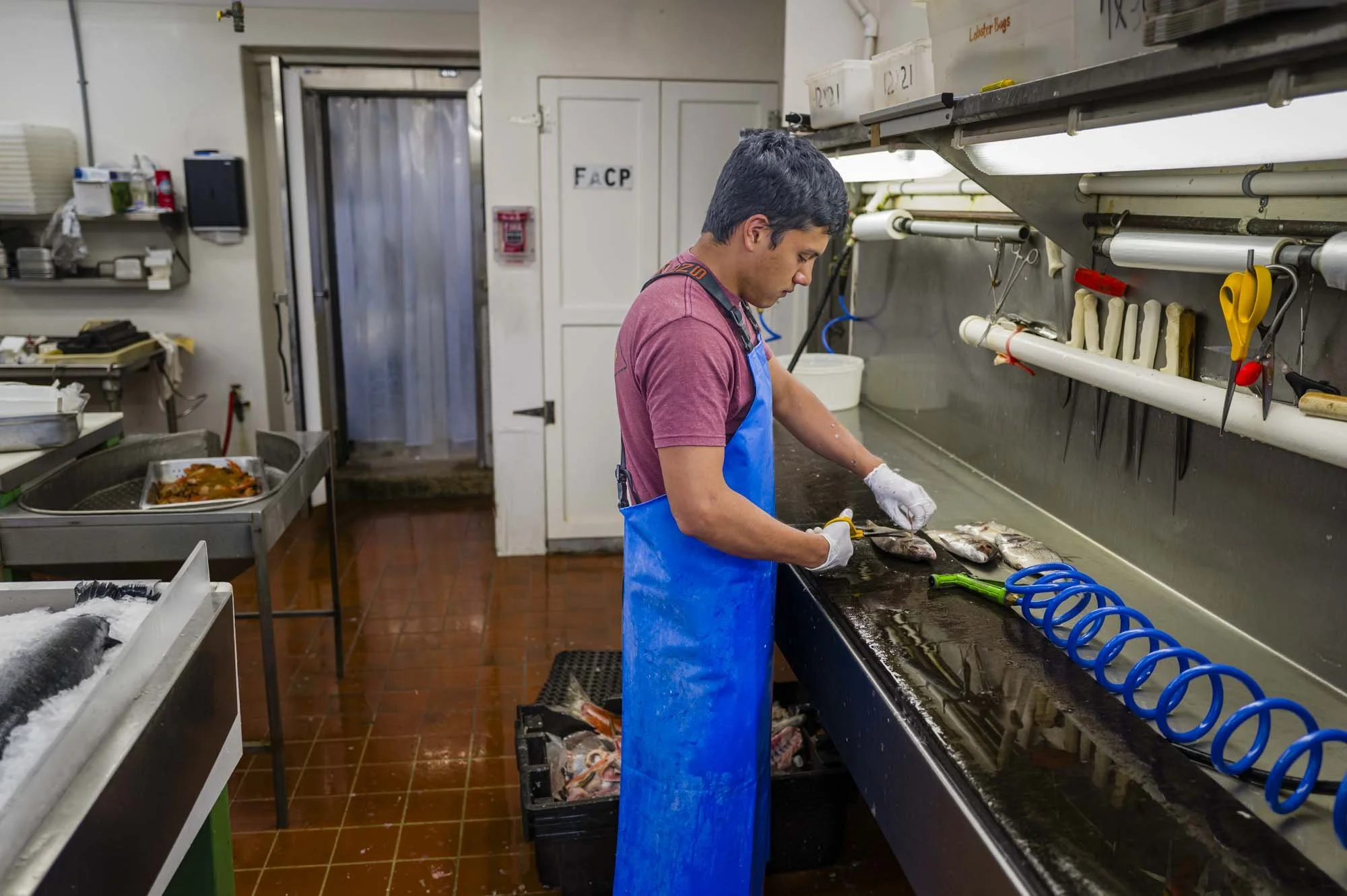 A man wearing a pink shirt and blue apron cleaning fish at a commercial seafood processing station.