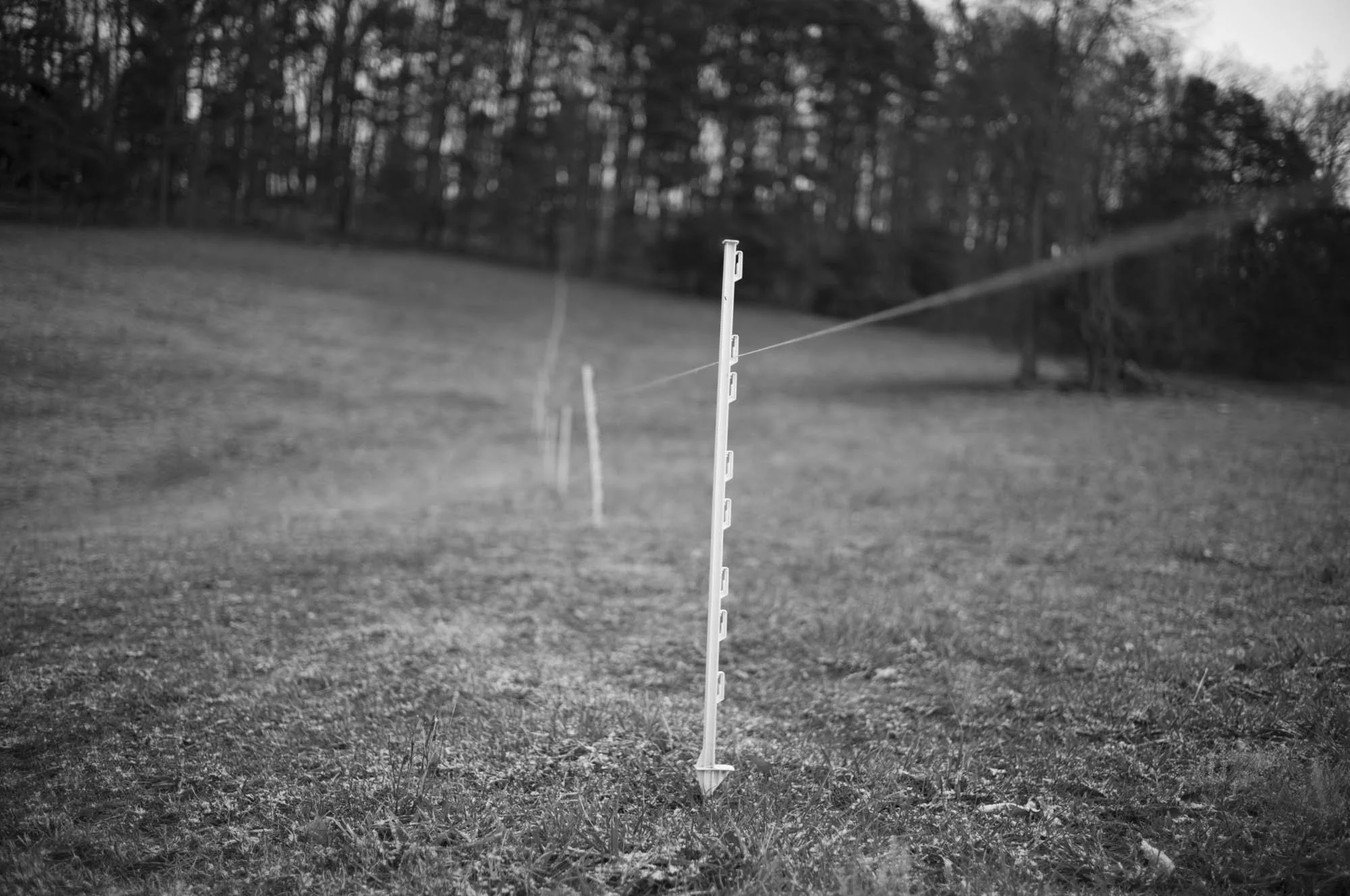 Land Transformed, 2024

Today's pastoral landscapes reflect centuries of ecological transformation. Before the arrival of Europeans, Native Americans skillfully managed ecosystems using controlled burns to create pastures to attract game and enhance 