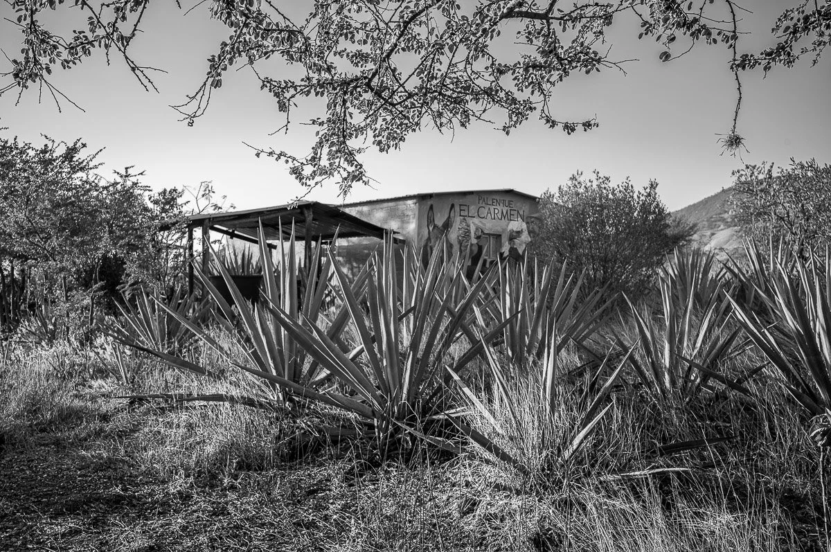 Mezcal-4.jpg