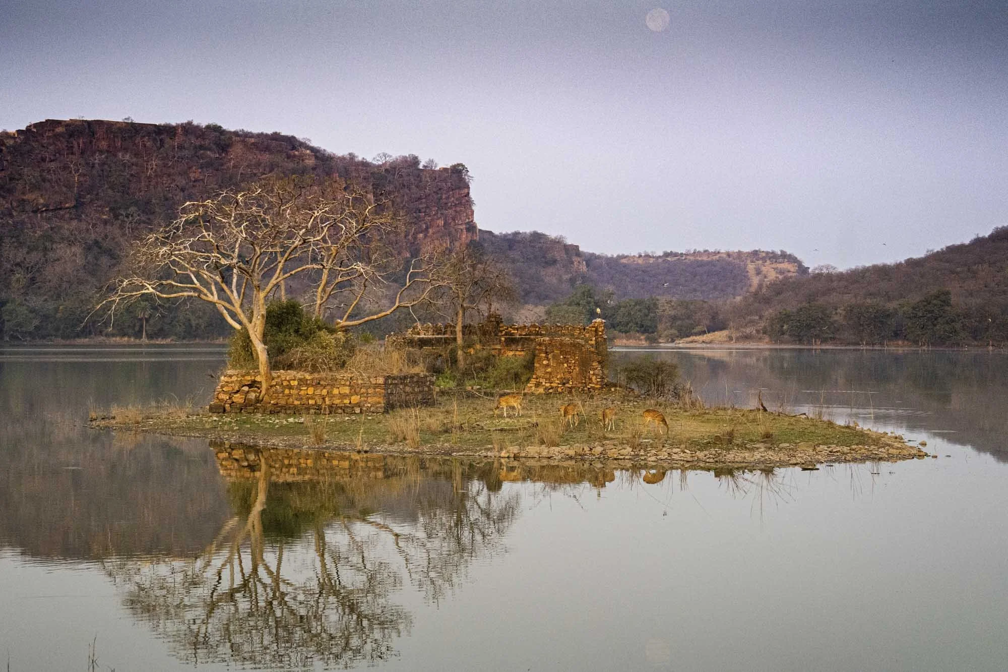 A peaceful landscape with a small island featuring a leafless tree, ruins, and grazing deer, surrounded by calm water reflecting the scene.