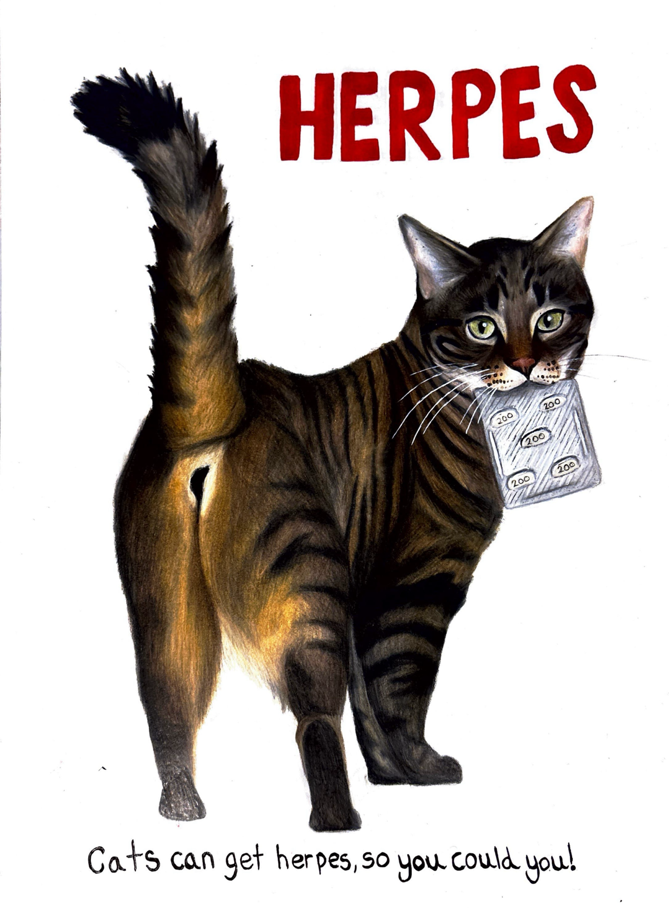 PB- cat herpes.png