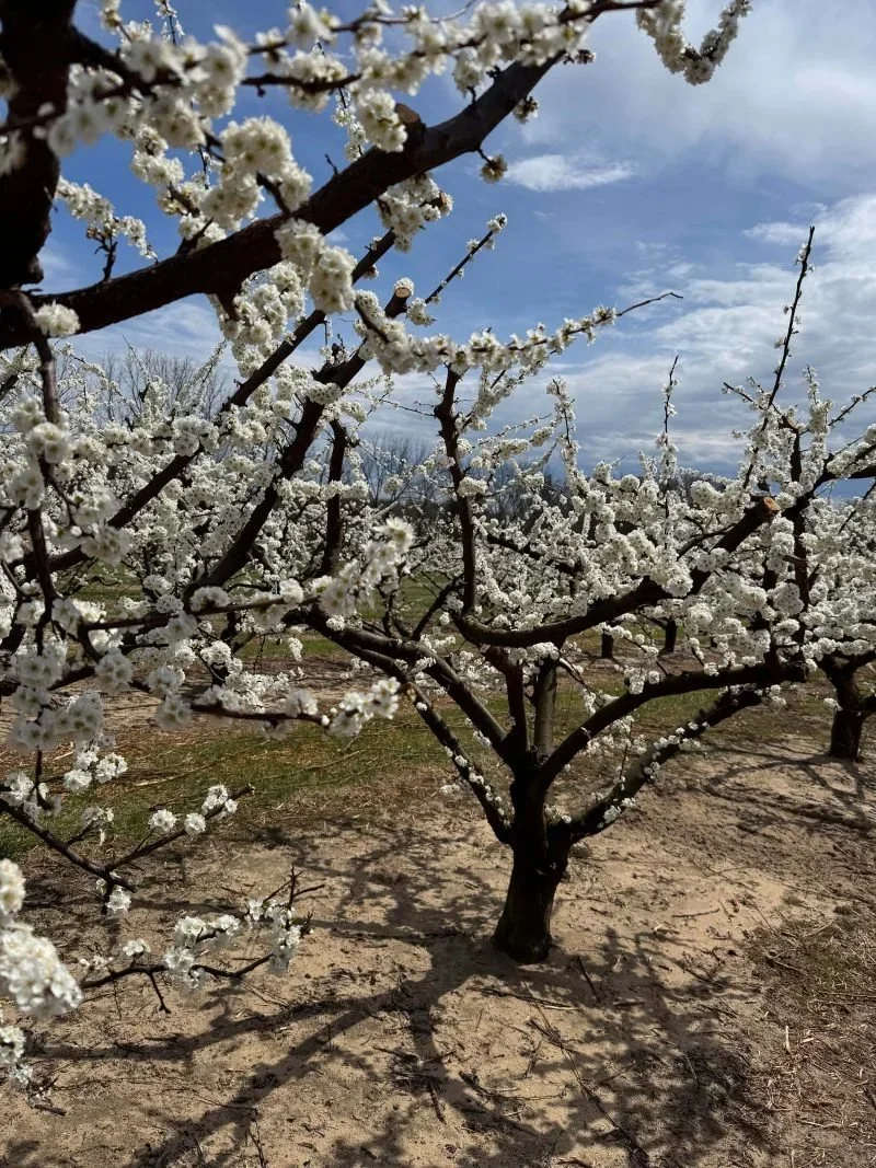 spring01-800x1067.webp