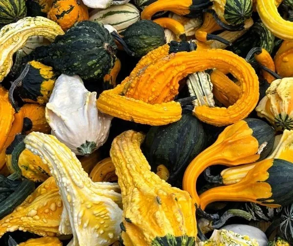 about-gourds-600x504.webp
