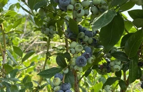 blueberry02-460x295.webp