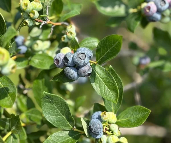 about-blueberries-600x504.jpg