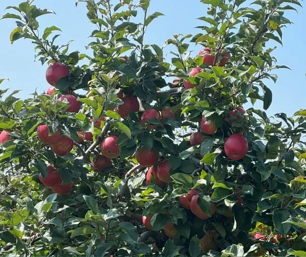 about-apples-1-600x504.jpg
