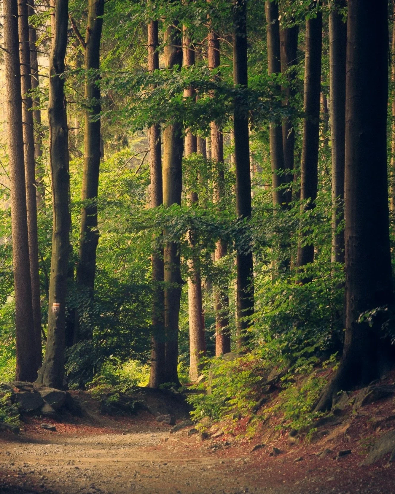 a gravel path winding through a forest of tall trees growth nature