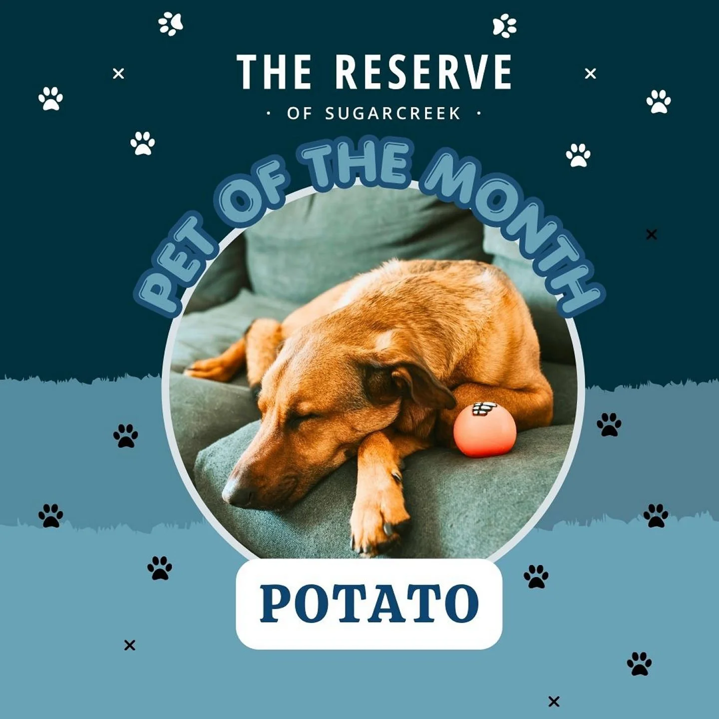 🐾 Meet June&rsquo;s Pet of the Month, Potato! 🥔🐶This sweet 4-year-old mutt loves snuggles, playtime, and being the best big brother around. We&rsquo;re so happy to have Potato as part of the Reserve of Sugarcreek family! Be sure to check out his a