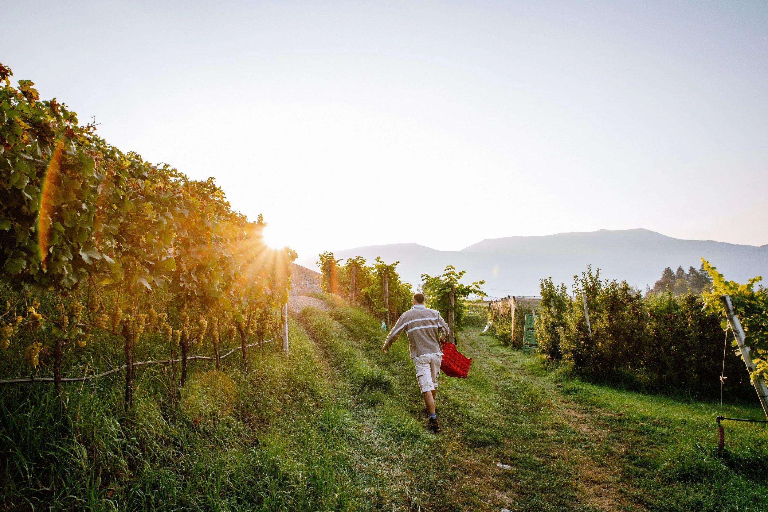 Uomo che cammina attraverso un vigneto al tramonto, portando un cestino rosso.