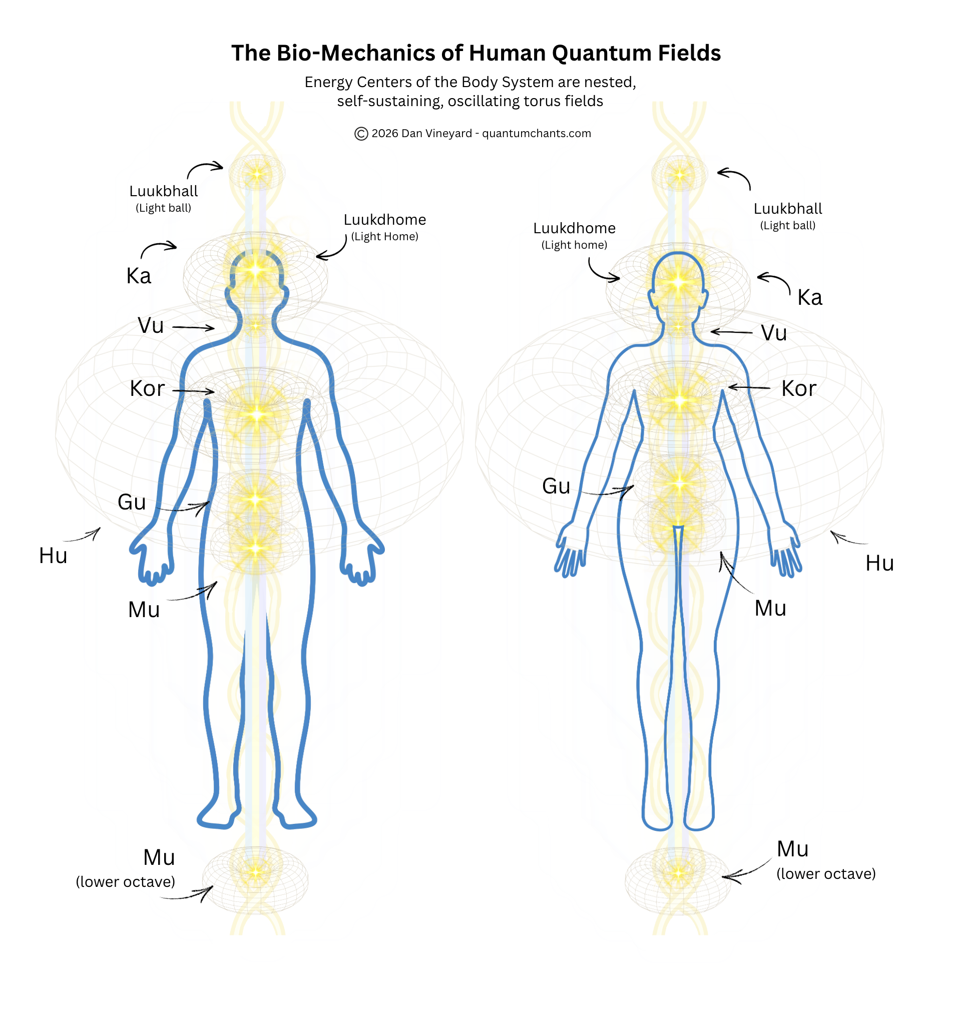 Energy Centers of the Body System as nested, self-sustaining, oscillating torus fields