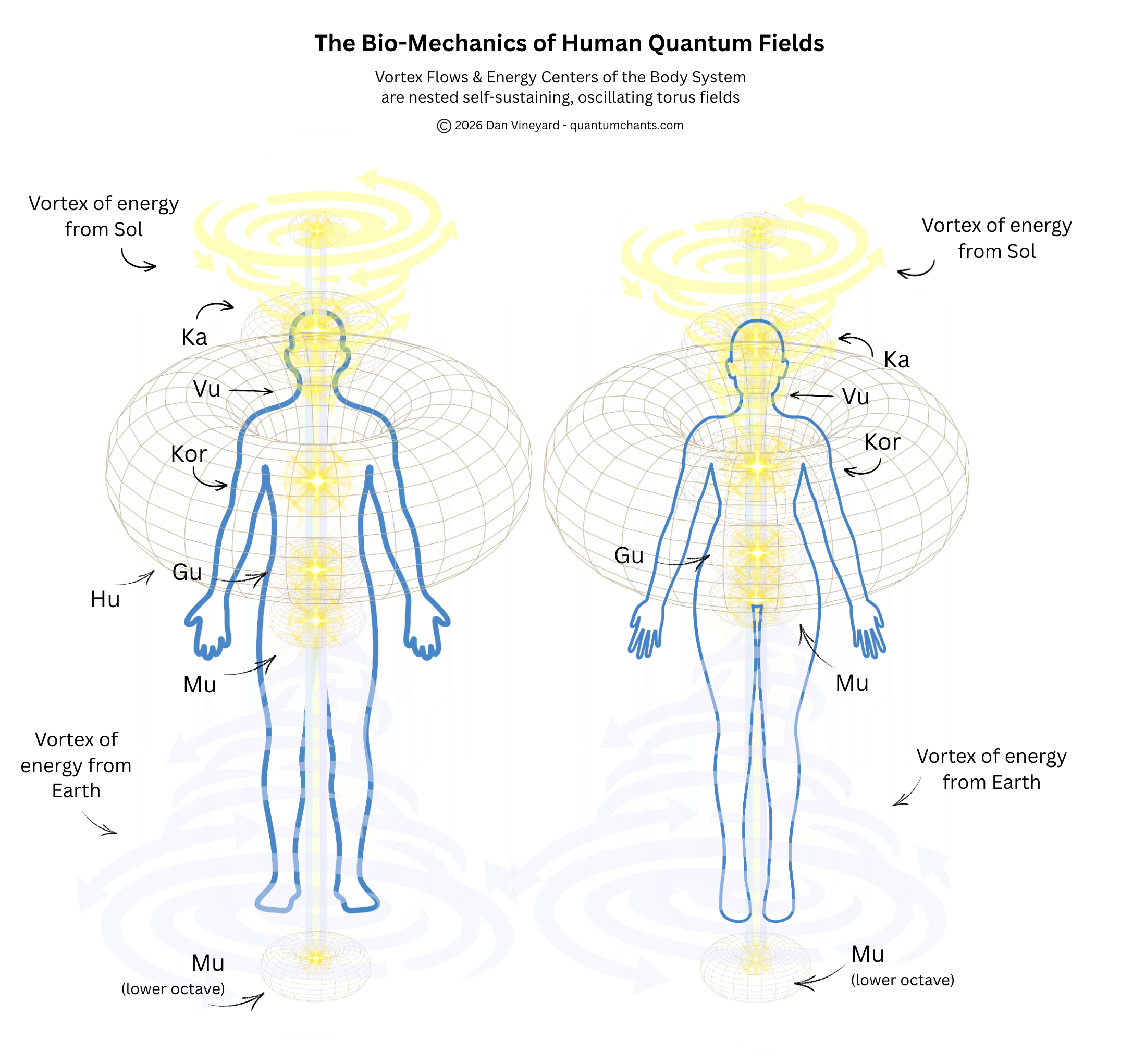 Vortex Flows & Energy Centers of the Body System as nested, self-sustaining, oscillating torus fields