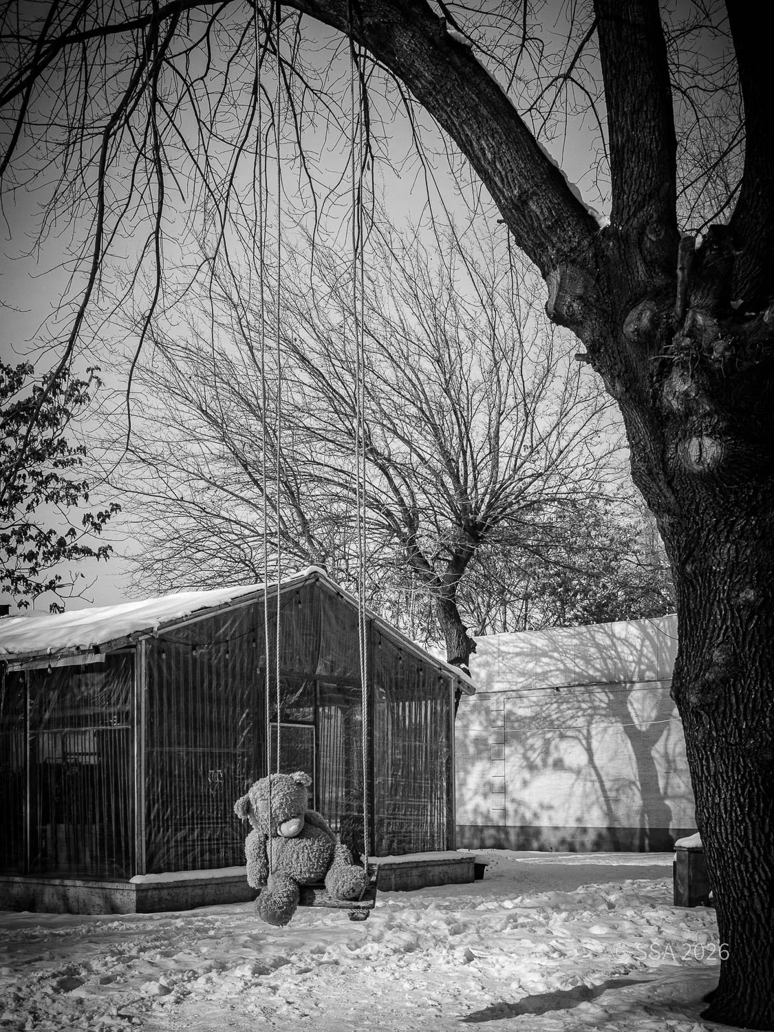 Black and white photo of a snow-covered yard with a large tree and a small greenhouse. A teddy bear sits on a swing hanging from the tree.
