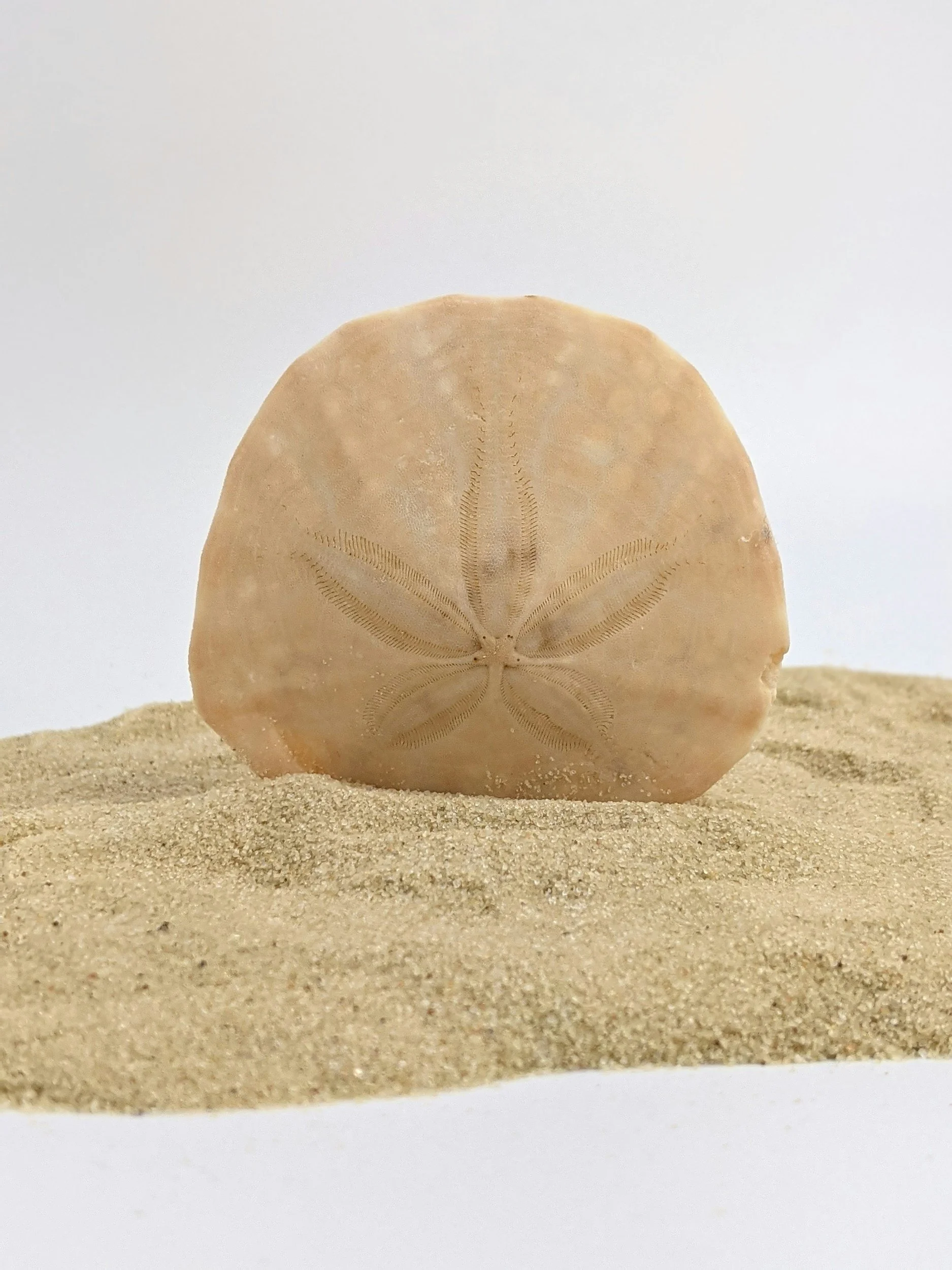 Natural sand dollar on the shoreline representing resilience, self-discovery, and mental health life coaching support.