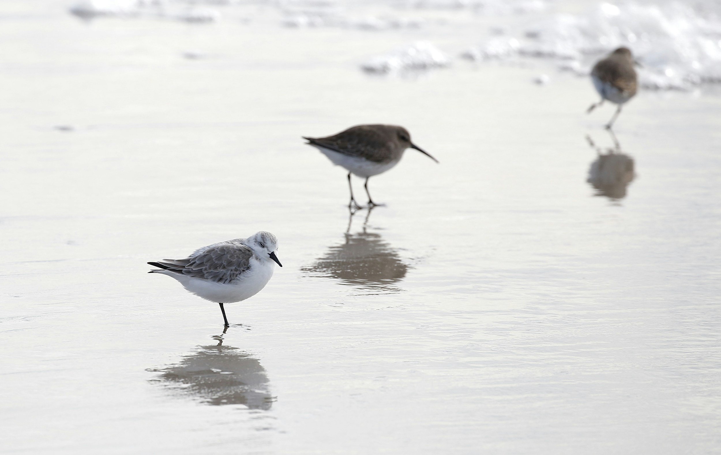 Two sandpipers walking together along the beach symbolizing connection, communication, and growth through couples counseling.