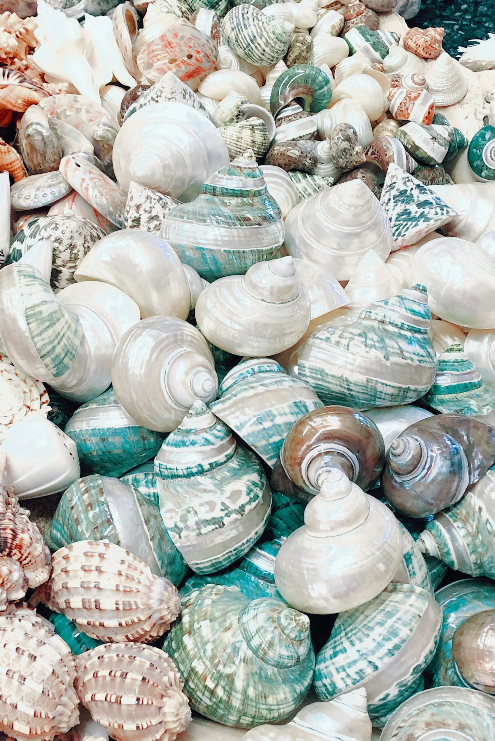 Assorted seashells gathered together on the shoreline representing community, support, and growth in group therapy.