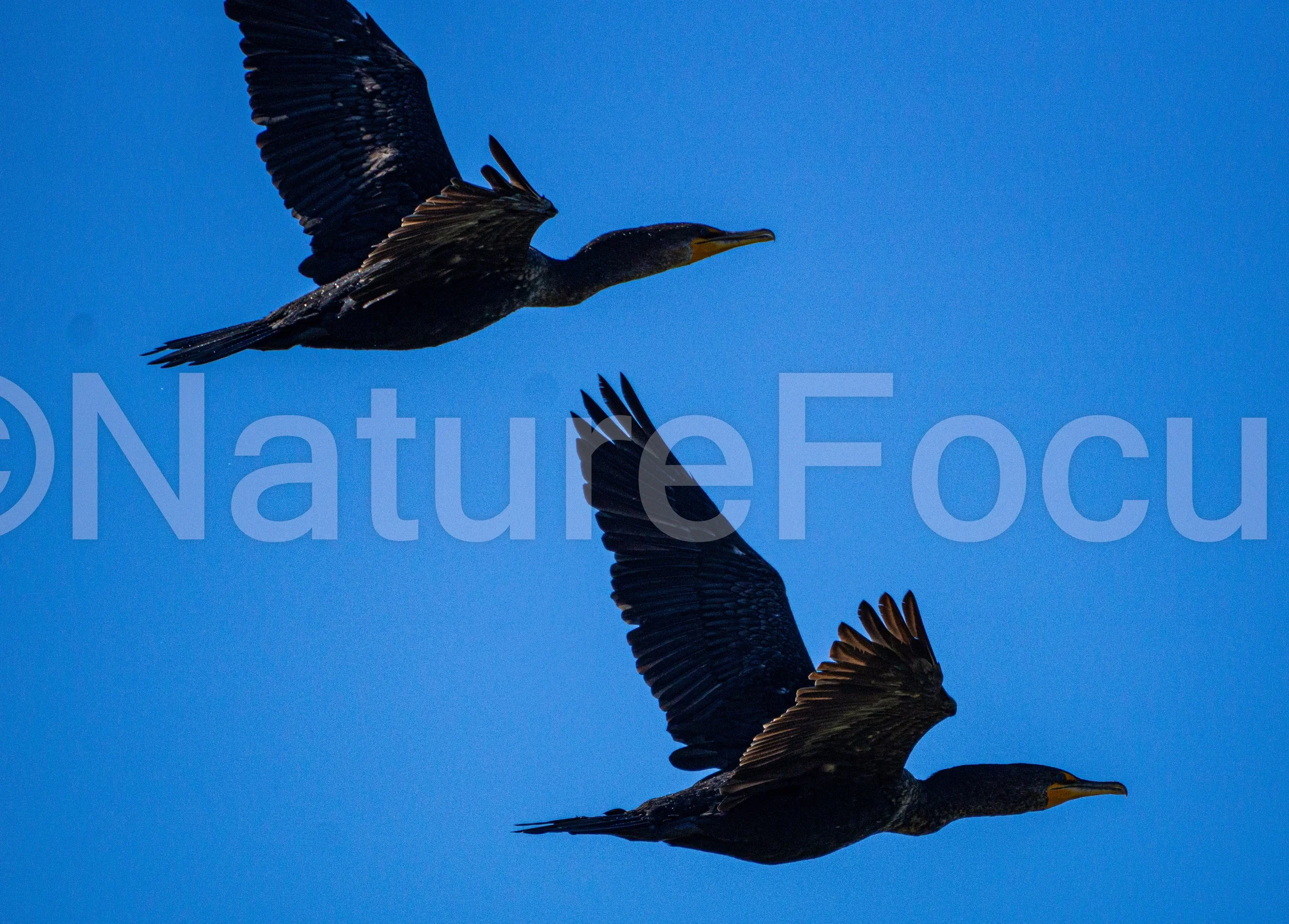 Flying Double-crested Cormorants