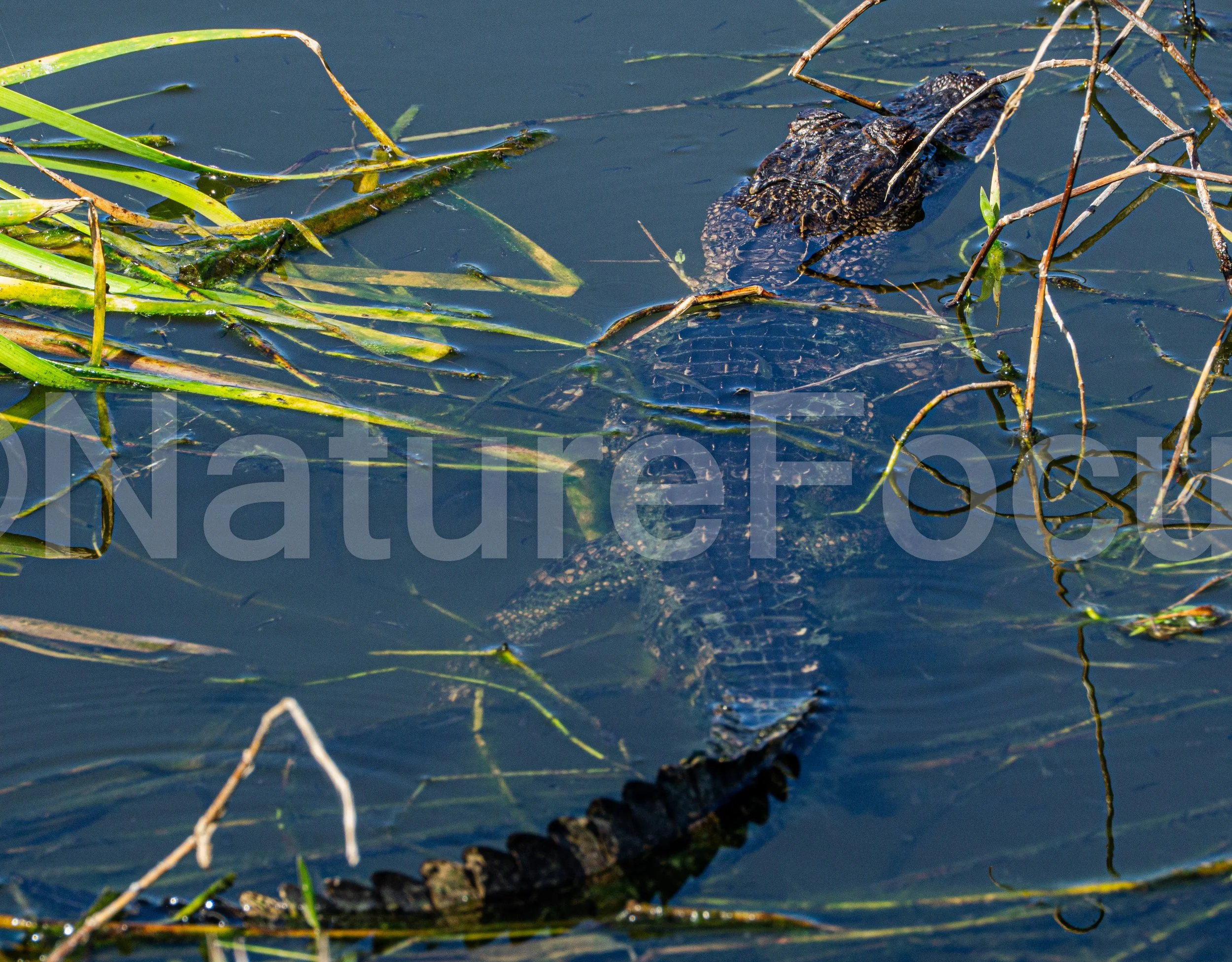Sunning Gator