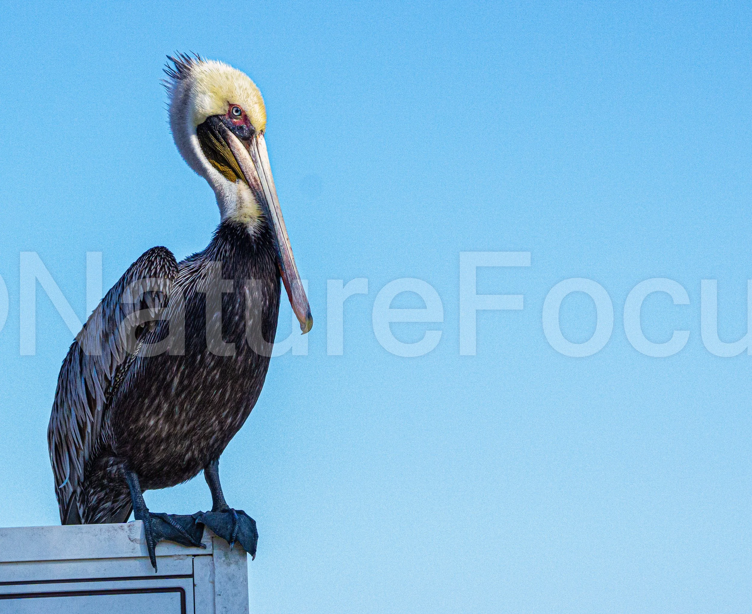 A Pelican's Stare
