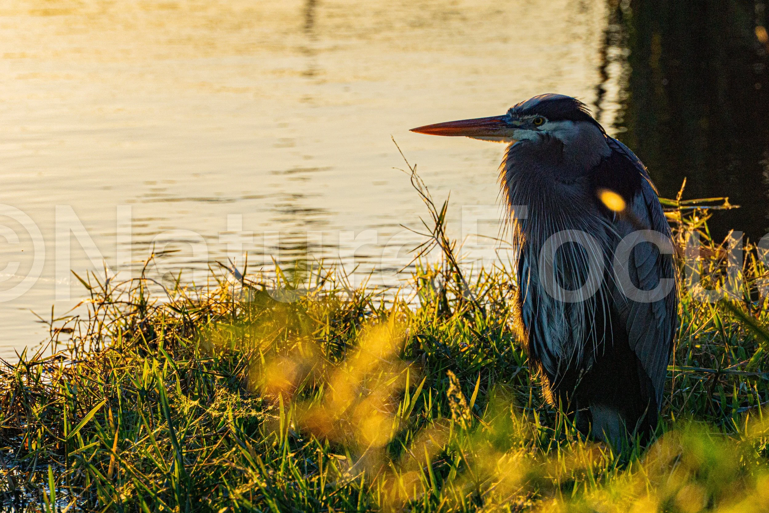 Blue Heron