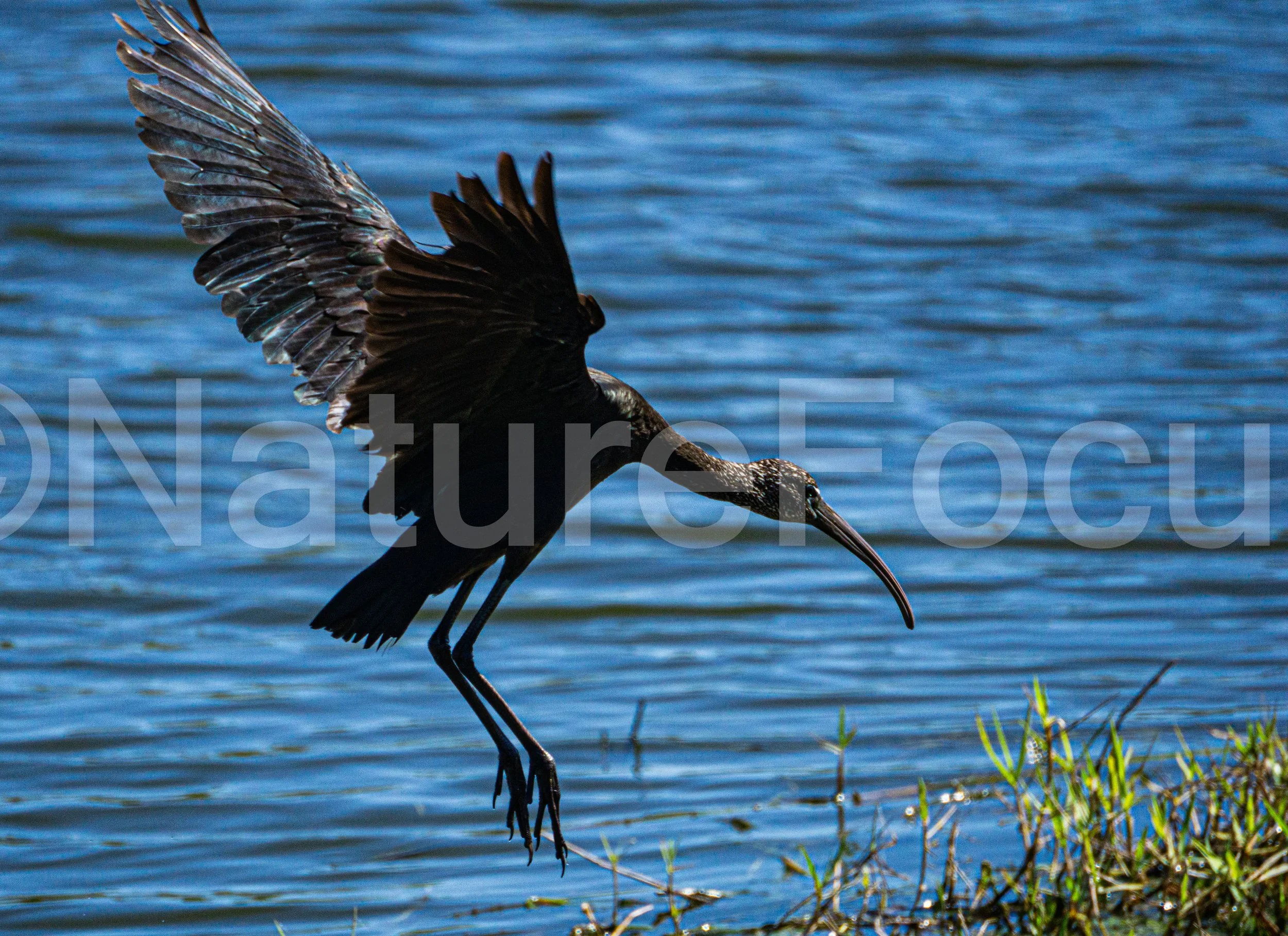 Glossy Ibis