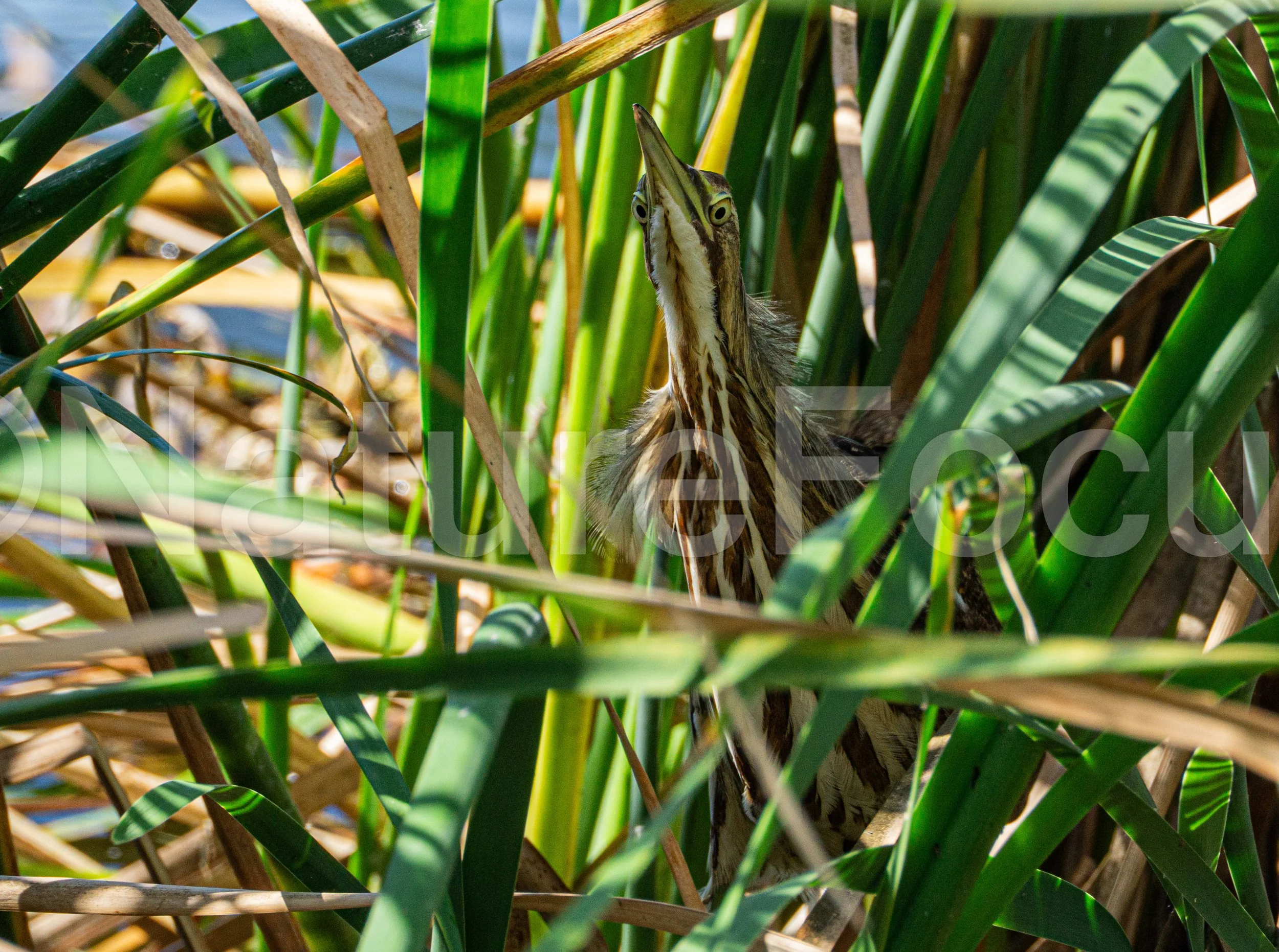 Hidden Ameican Bittern