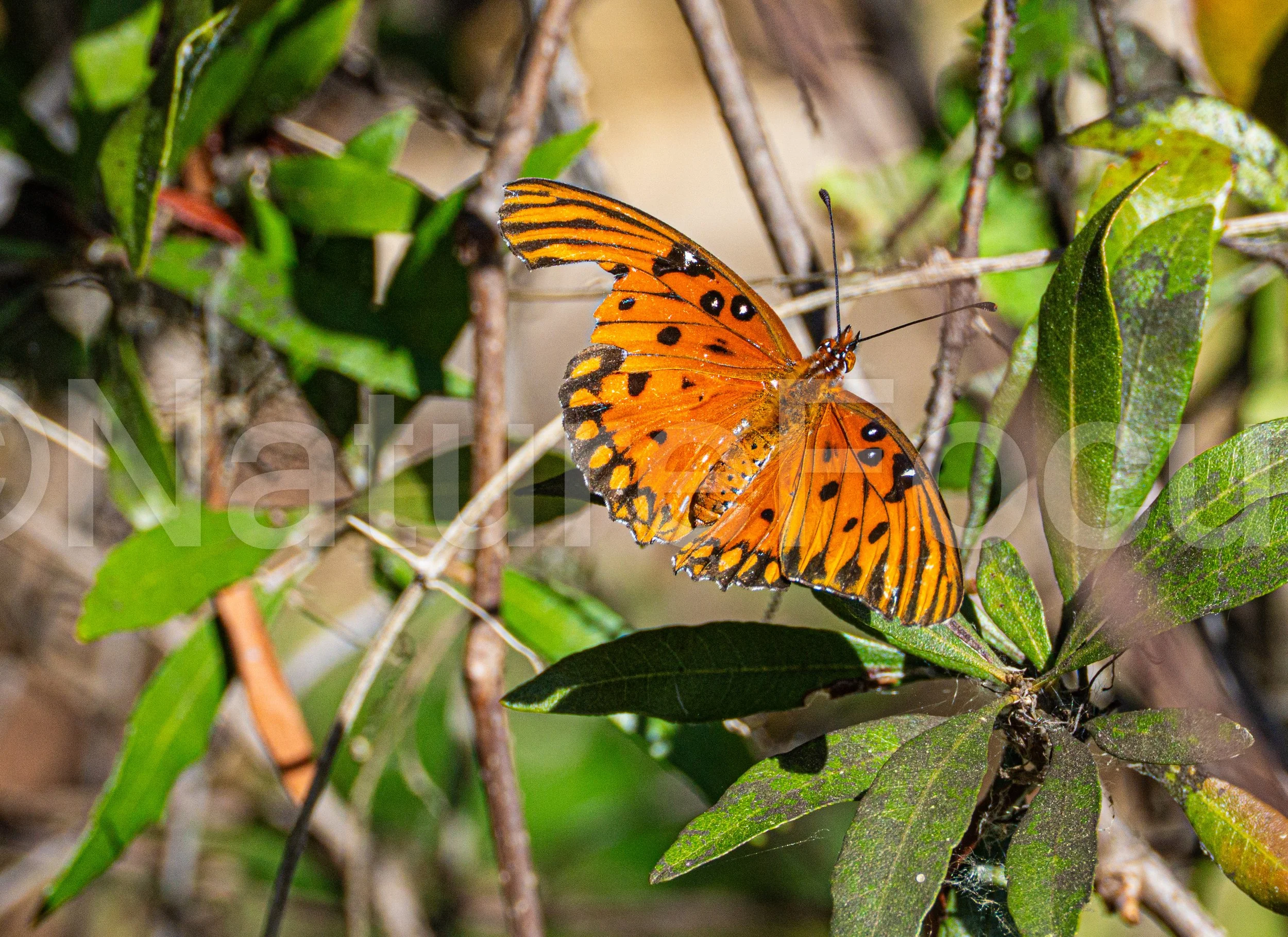 Gulf Fritillary