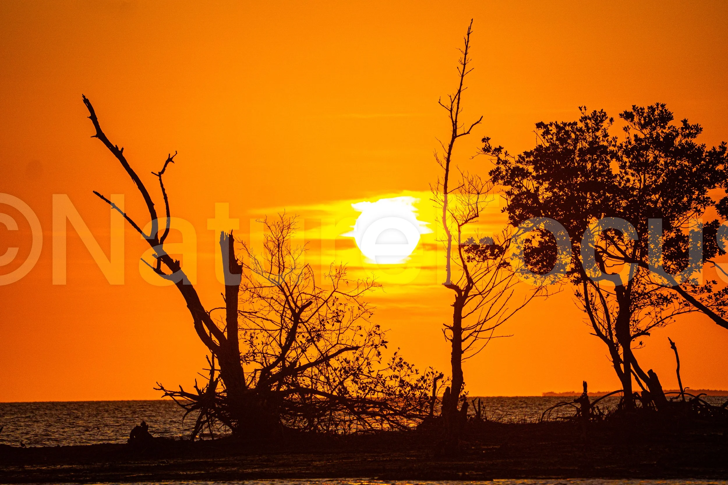 Mangroves at Sunset