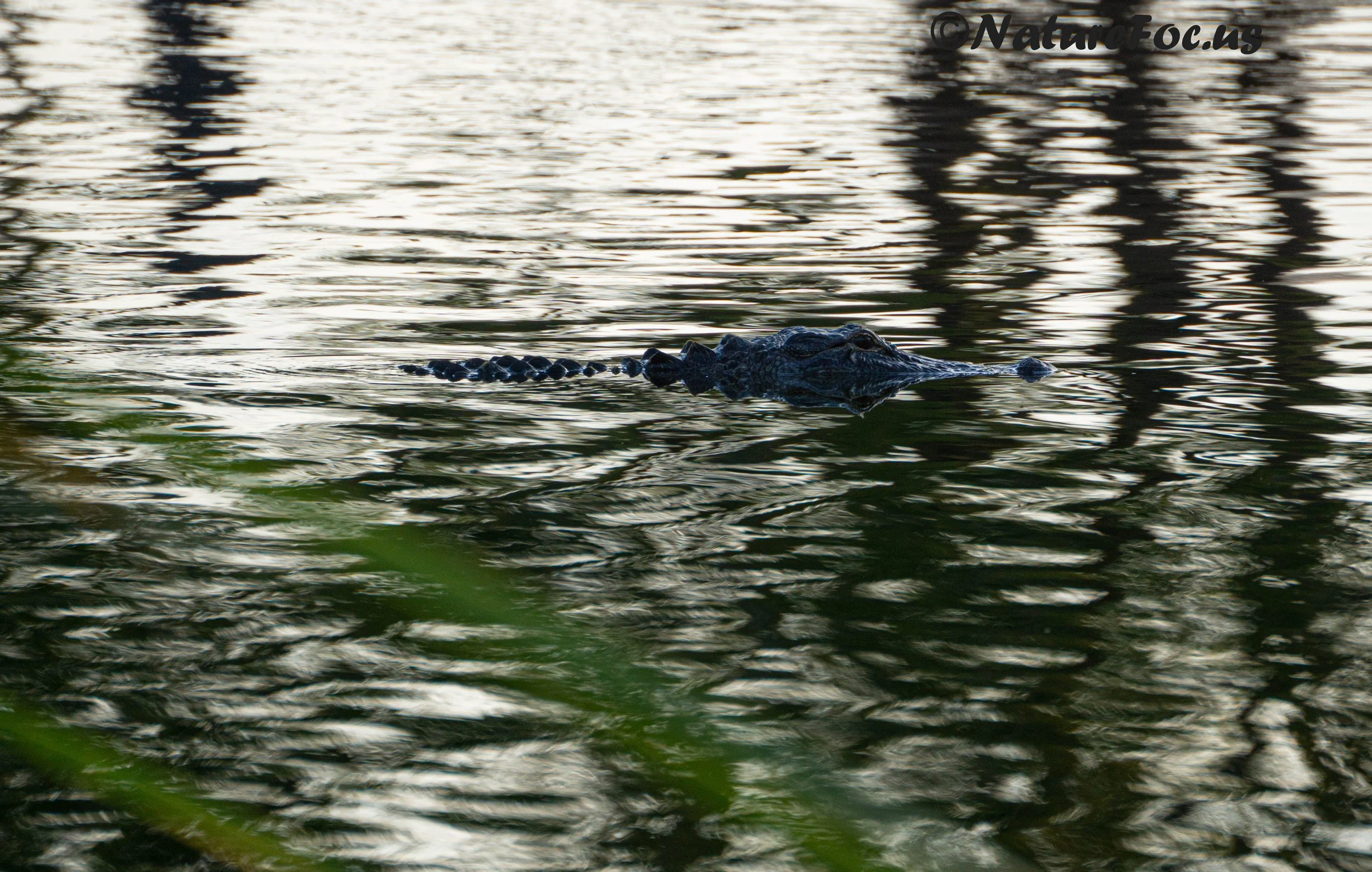 DSC07917.jpg