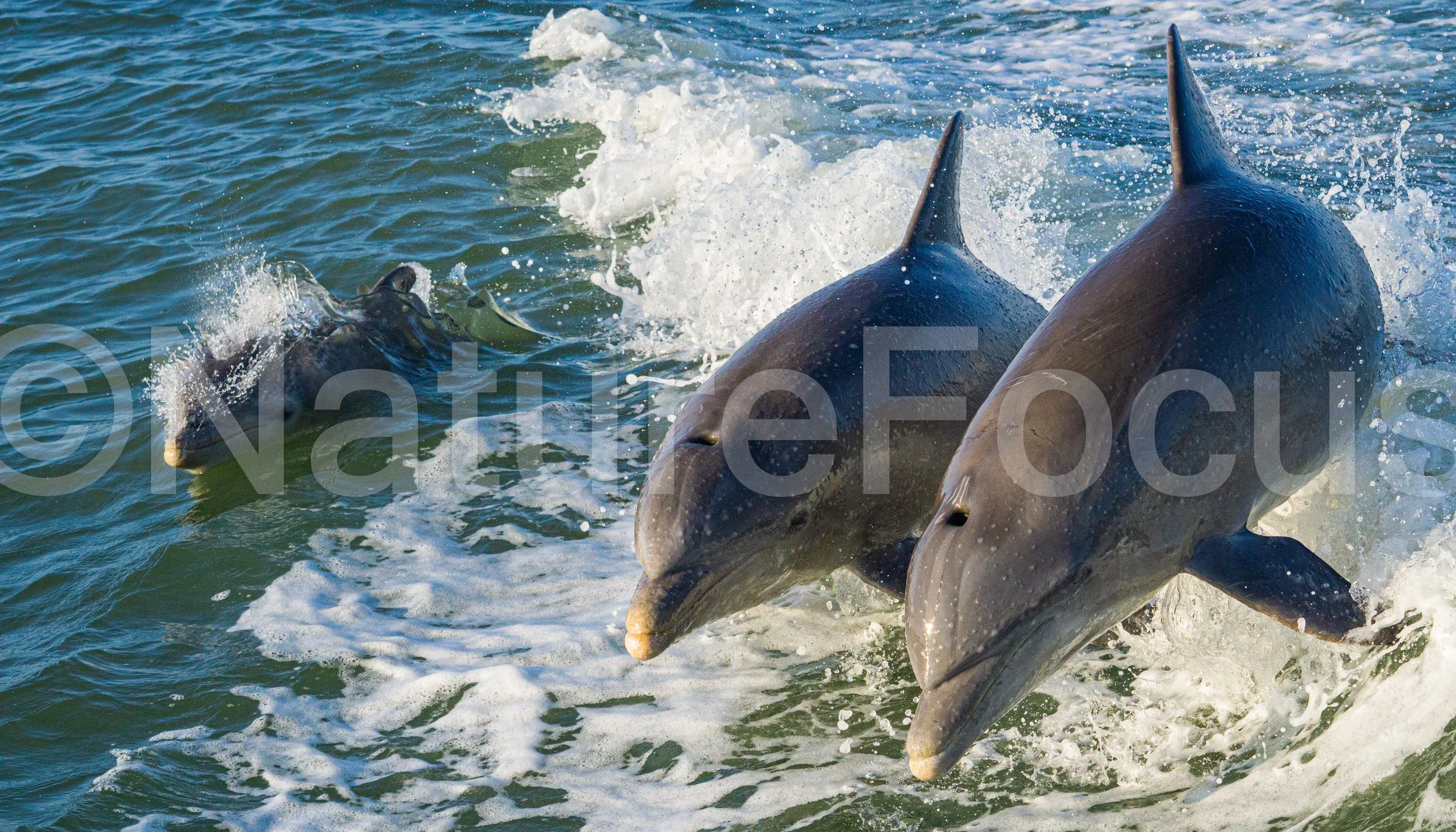 Bottlenose Dolphin Pod