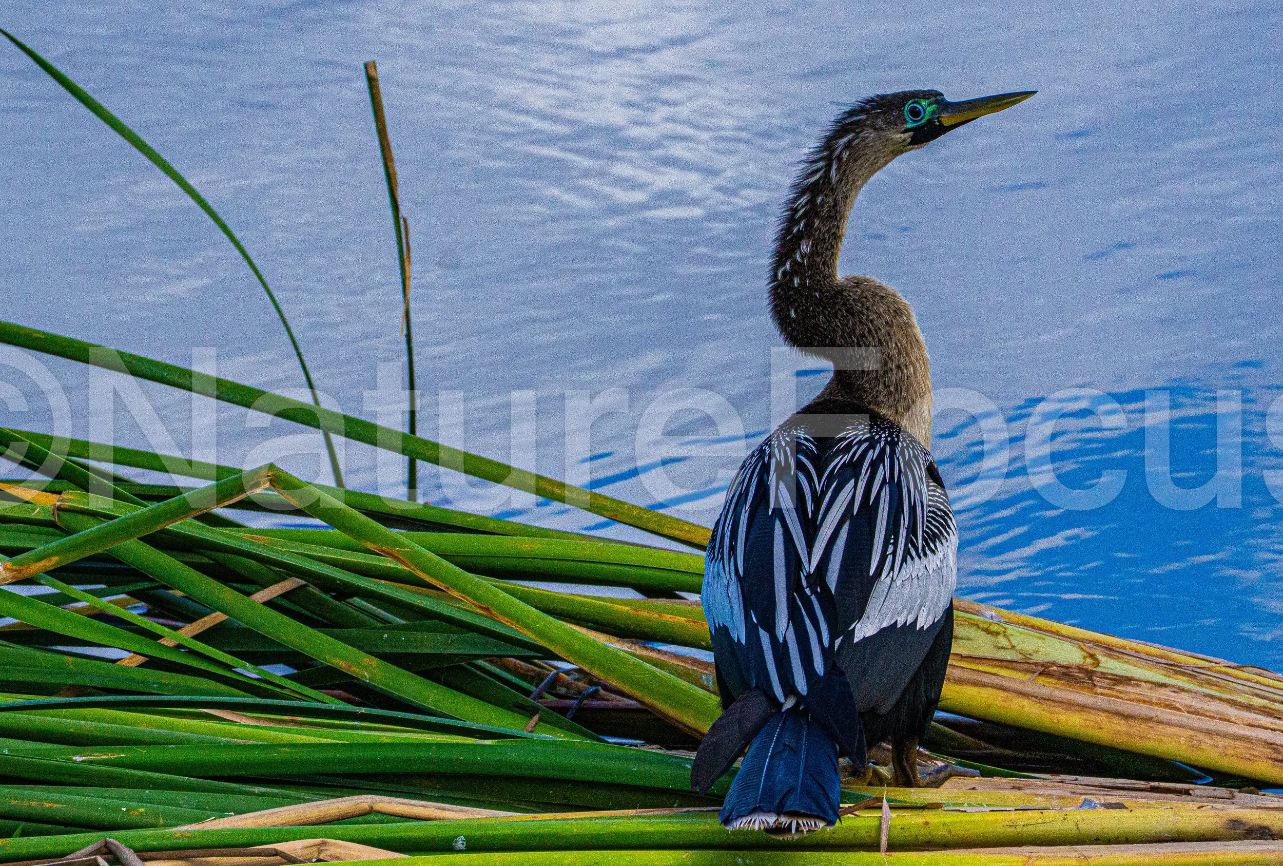 Blue Anhinga