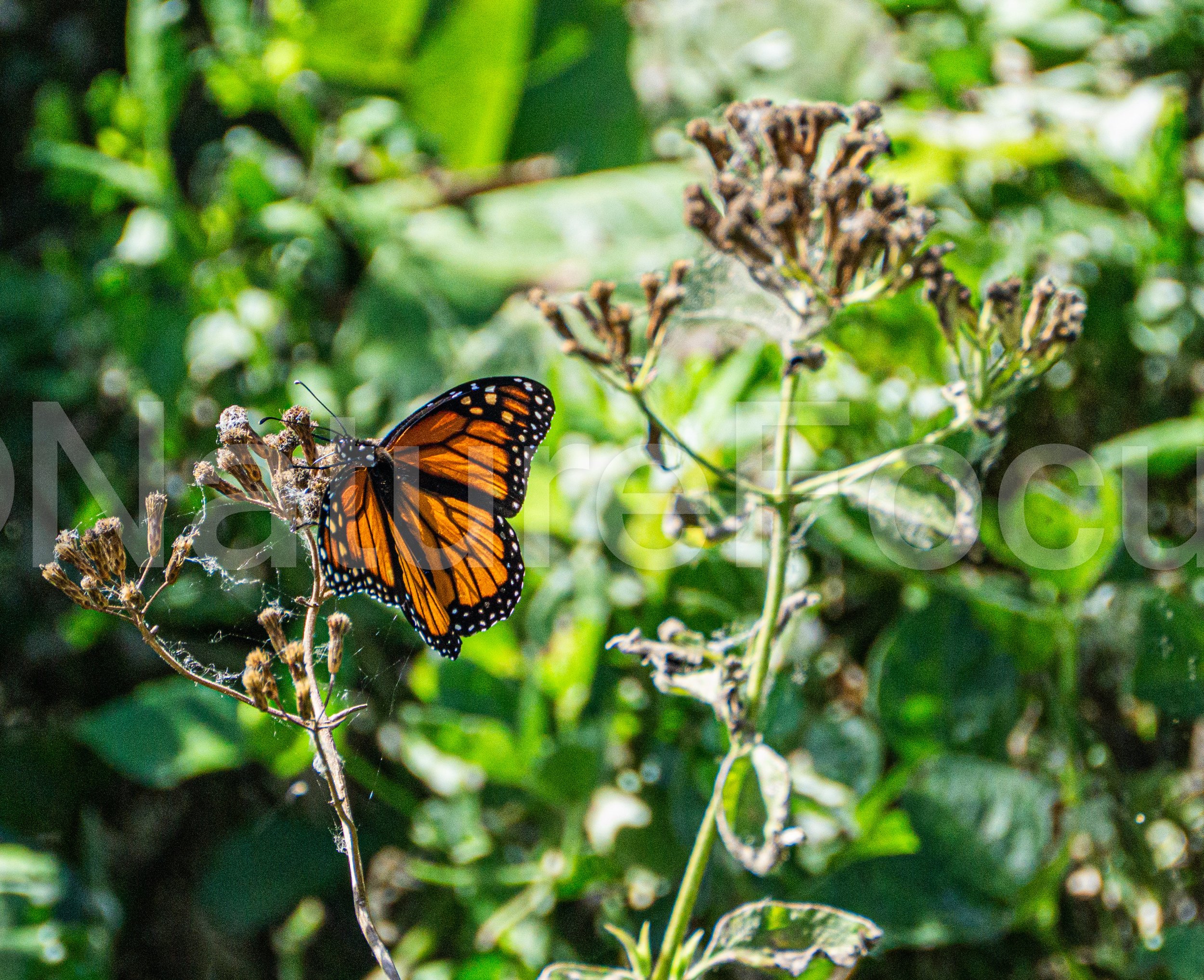 Monarch Butterfly