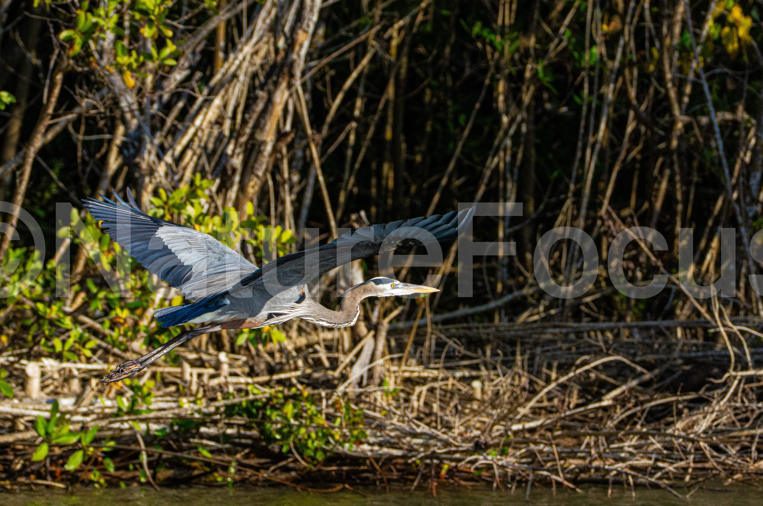 Flying Great Blue Heron