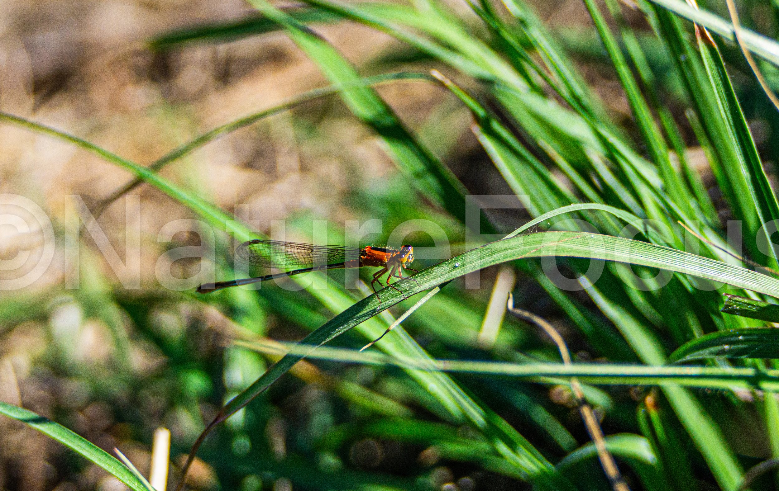 Red Damselfly