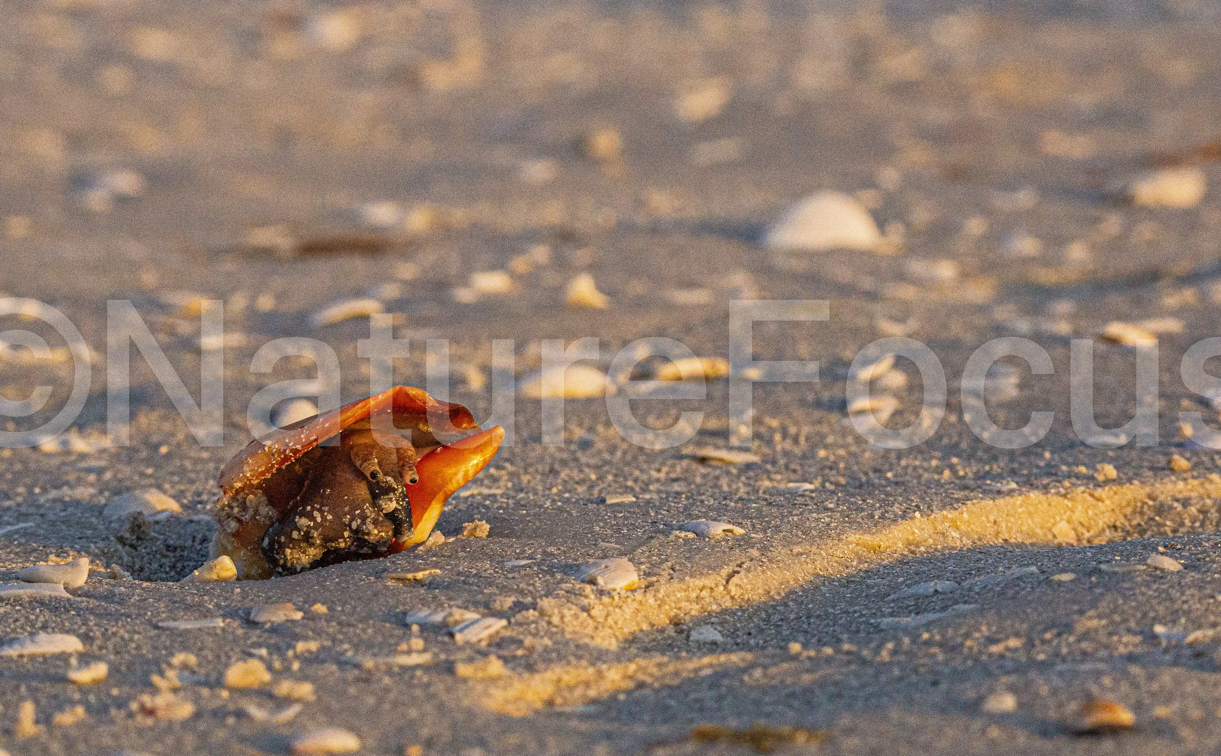 Fighting Conch