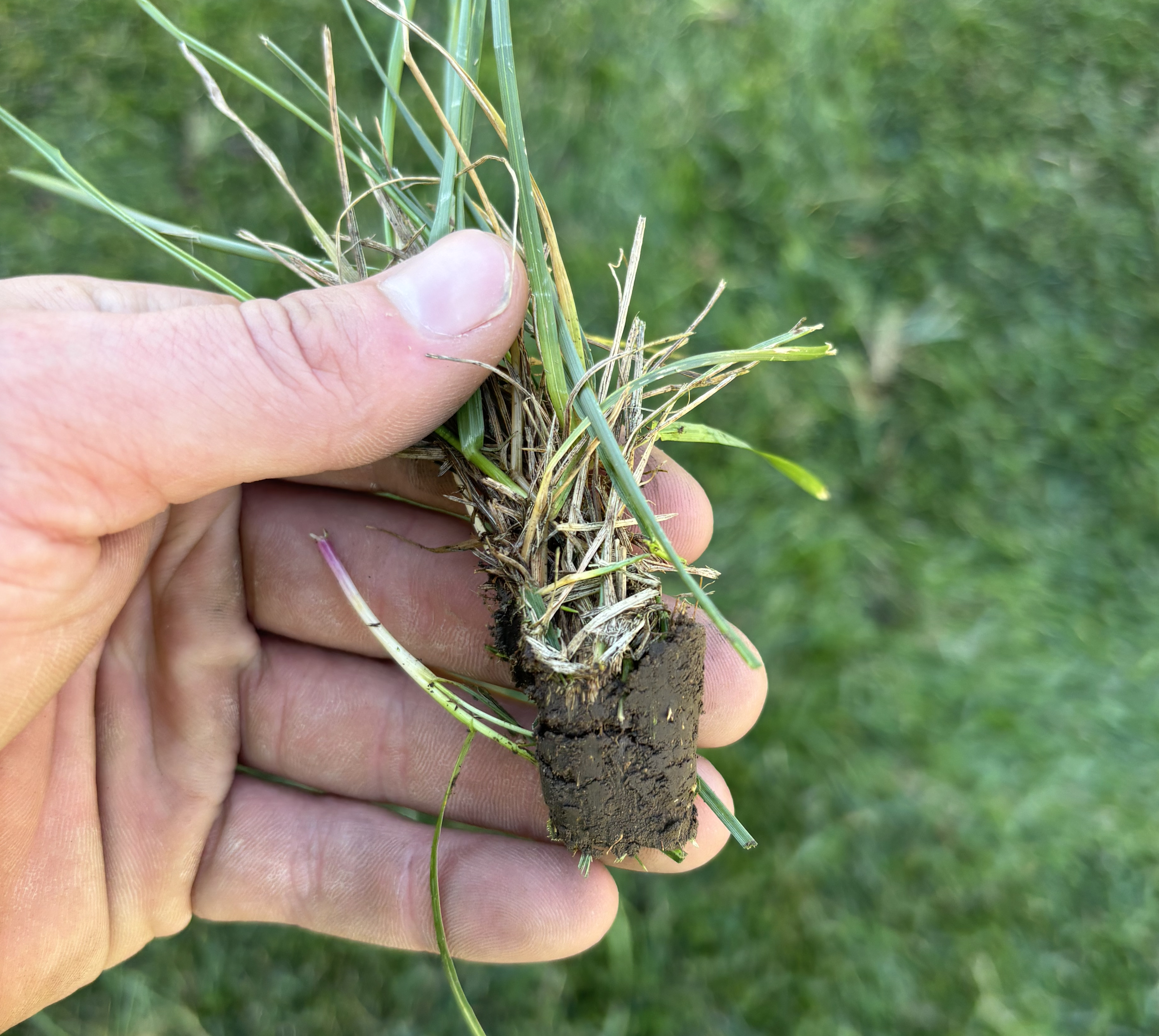 Lawn Aeration + Overseed