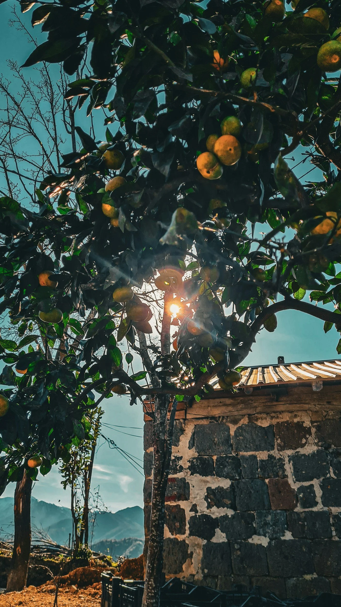 Sunlight filtering through a leafy fruit tree with yellow-green fruit near a stone building with a metal roof, mountains in the background.
