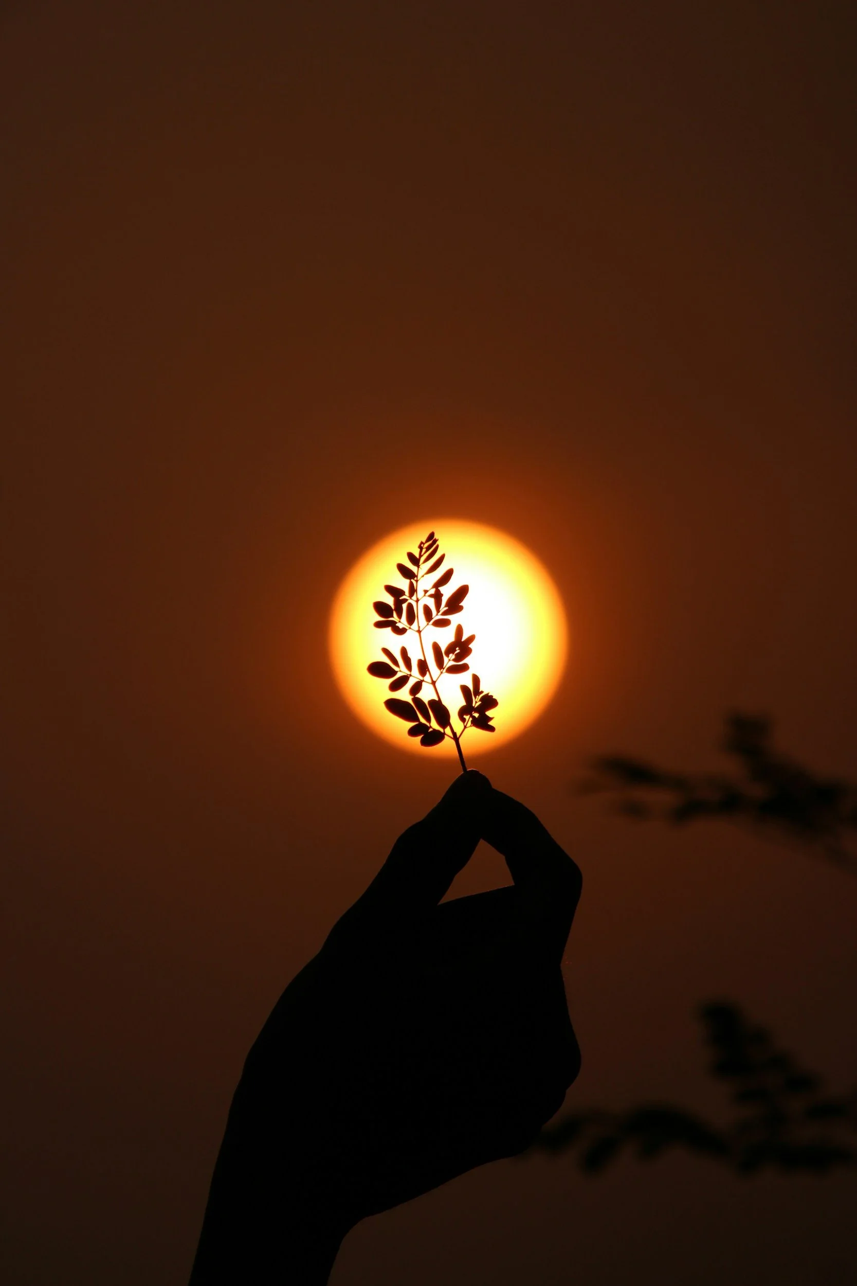 Silhouette of a hand holding a small branch with leaves against a sunset or sunrise sky with the sun visible in the background.