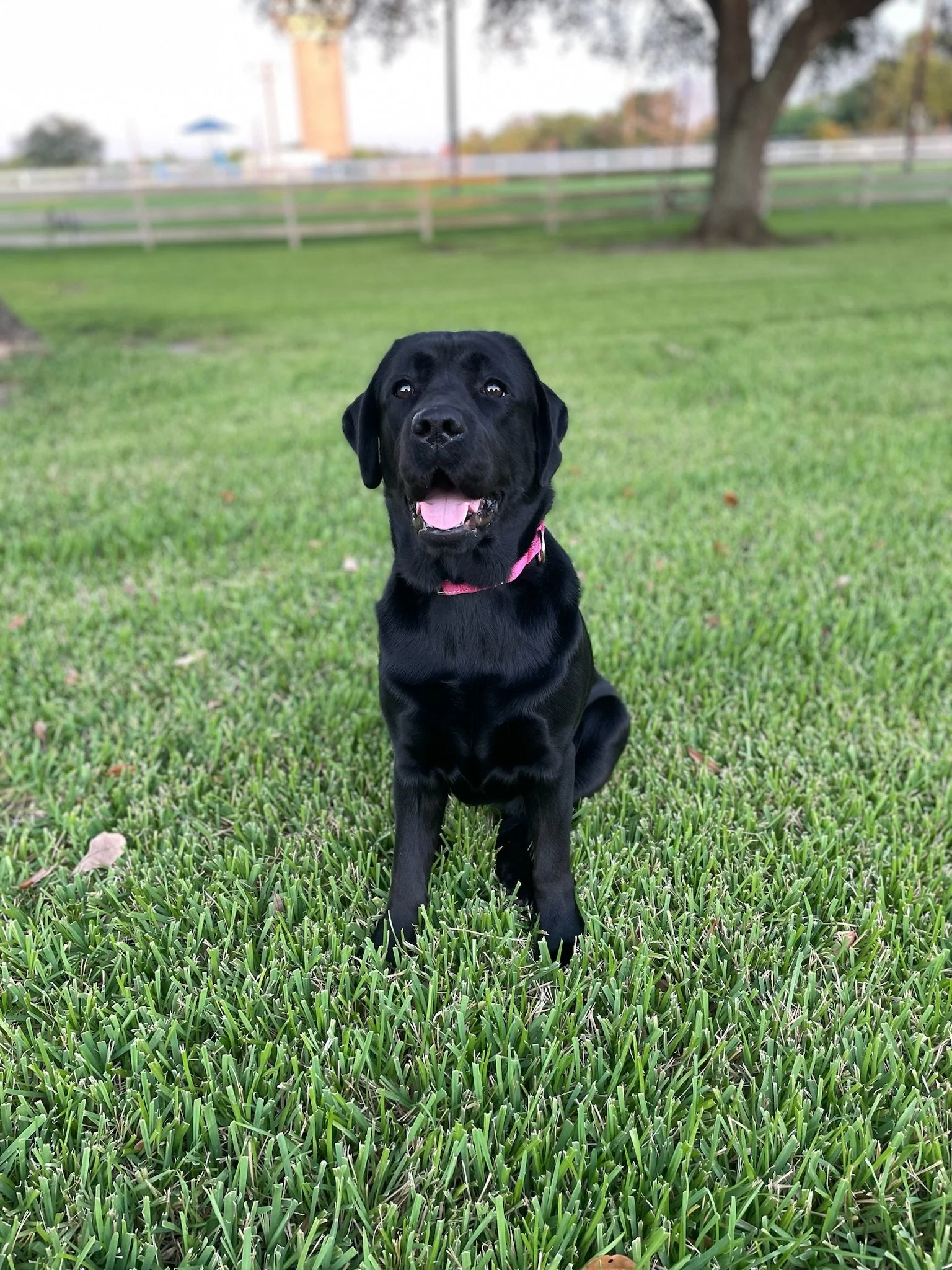 Initial Consultation (Owner's Home)