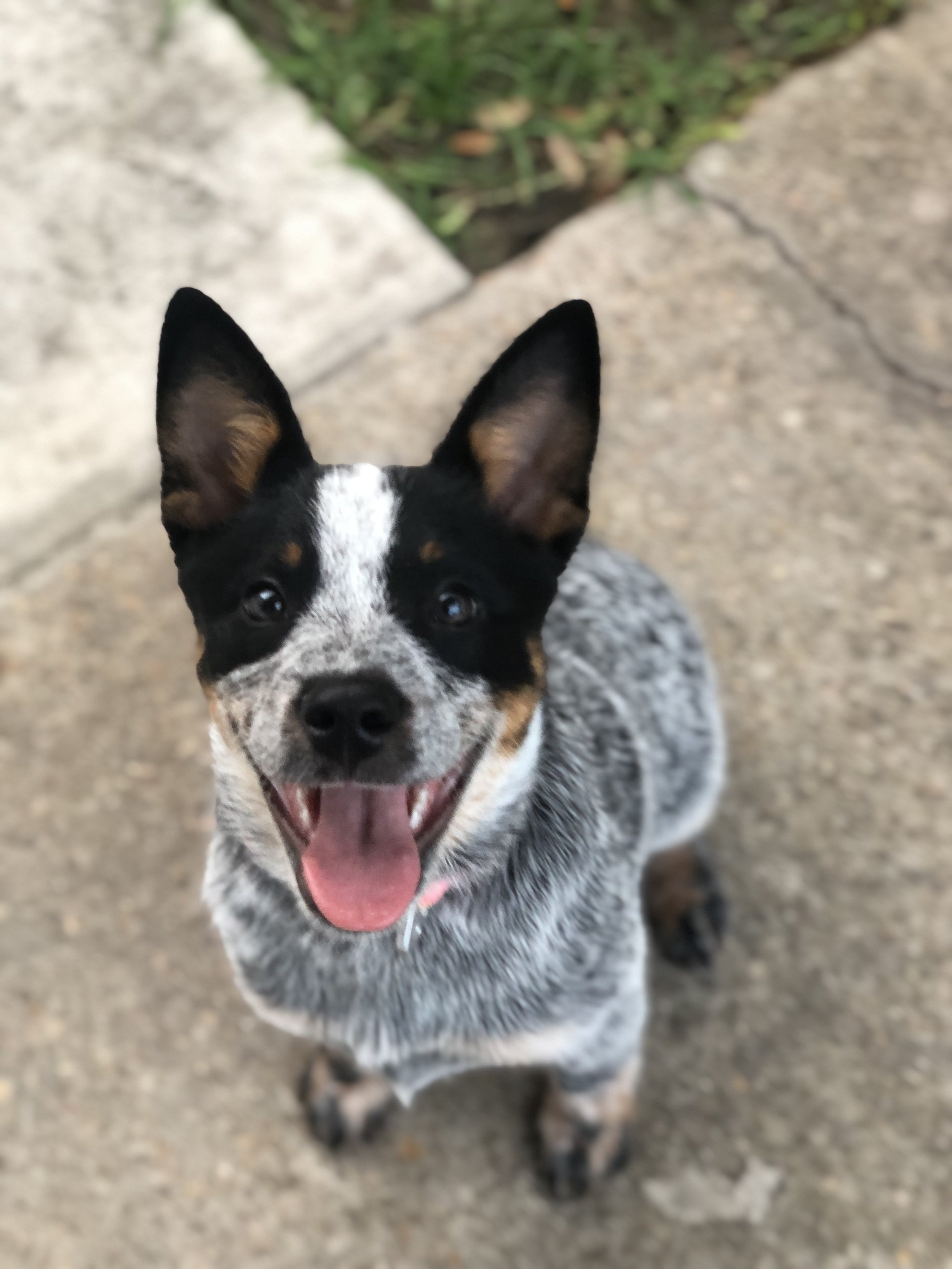 Puppy Start Right Board & Train Program