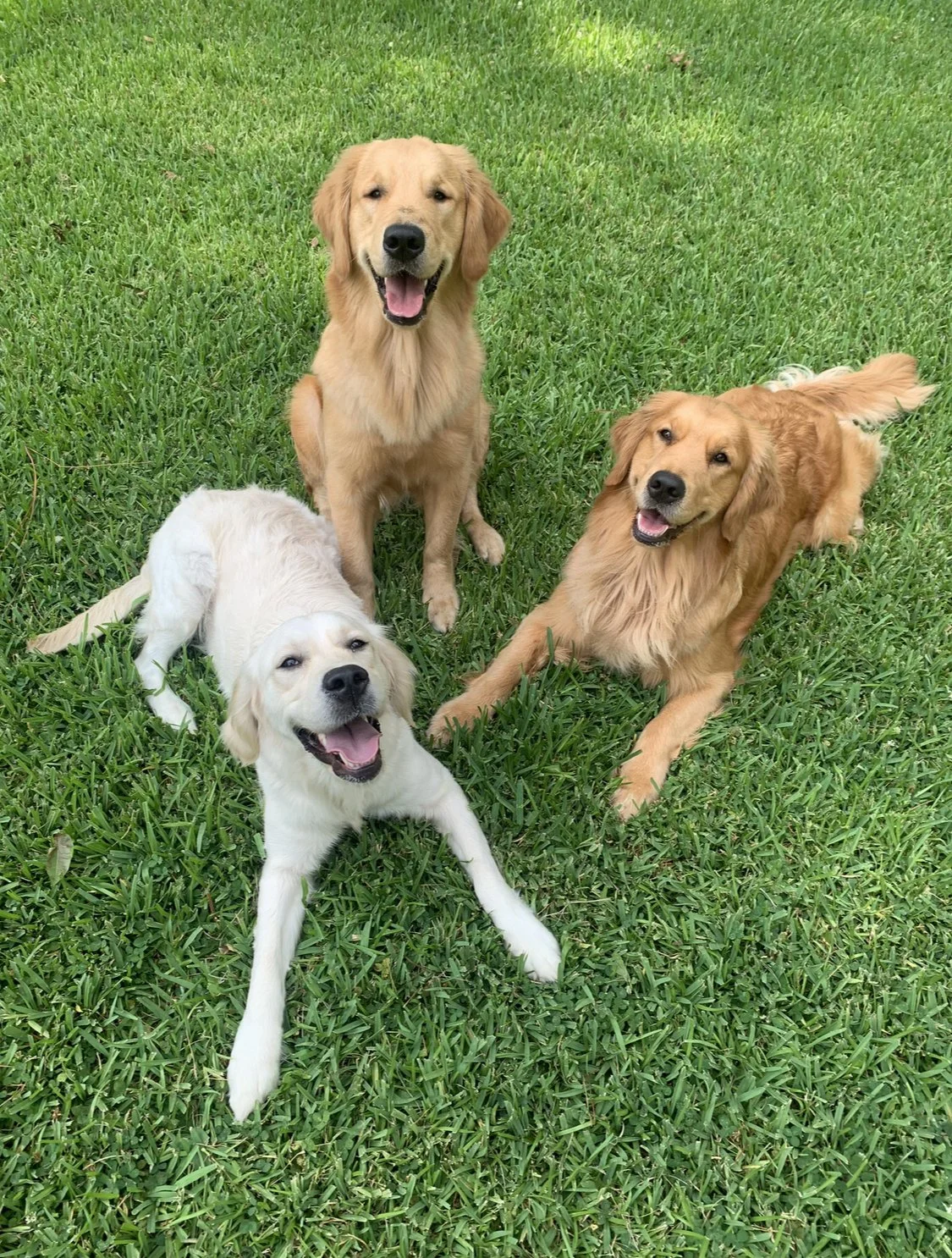 Boarding + Enrichment + Group Play