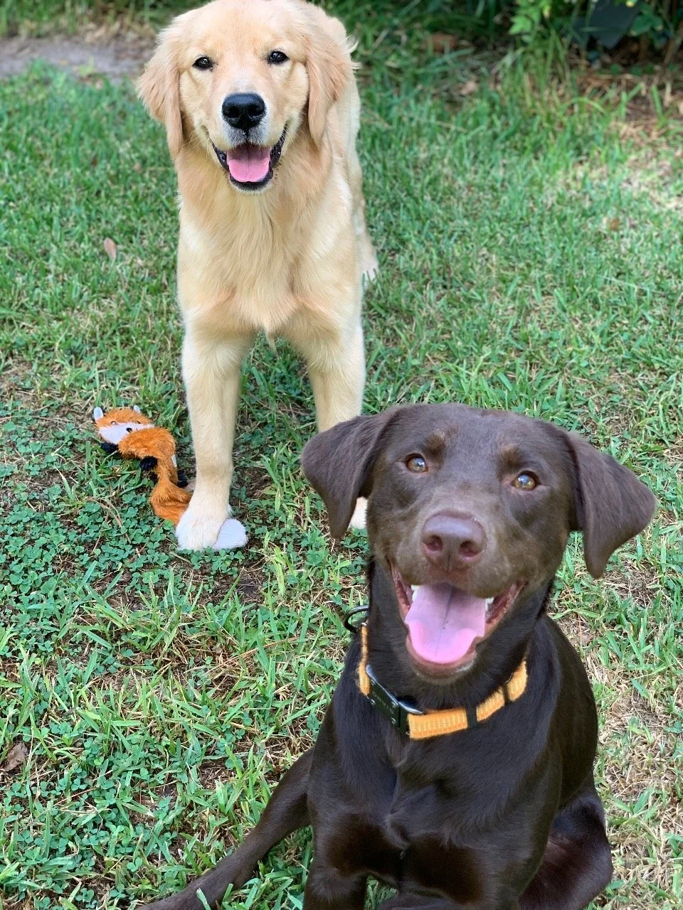 Professional Day Training