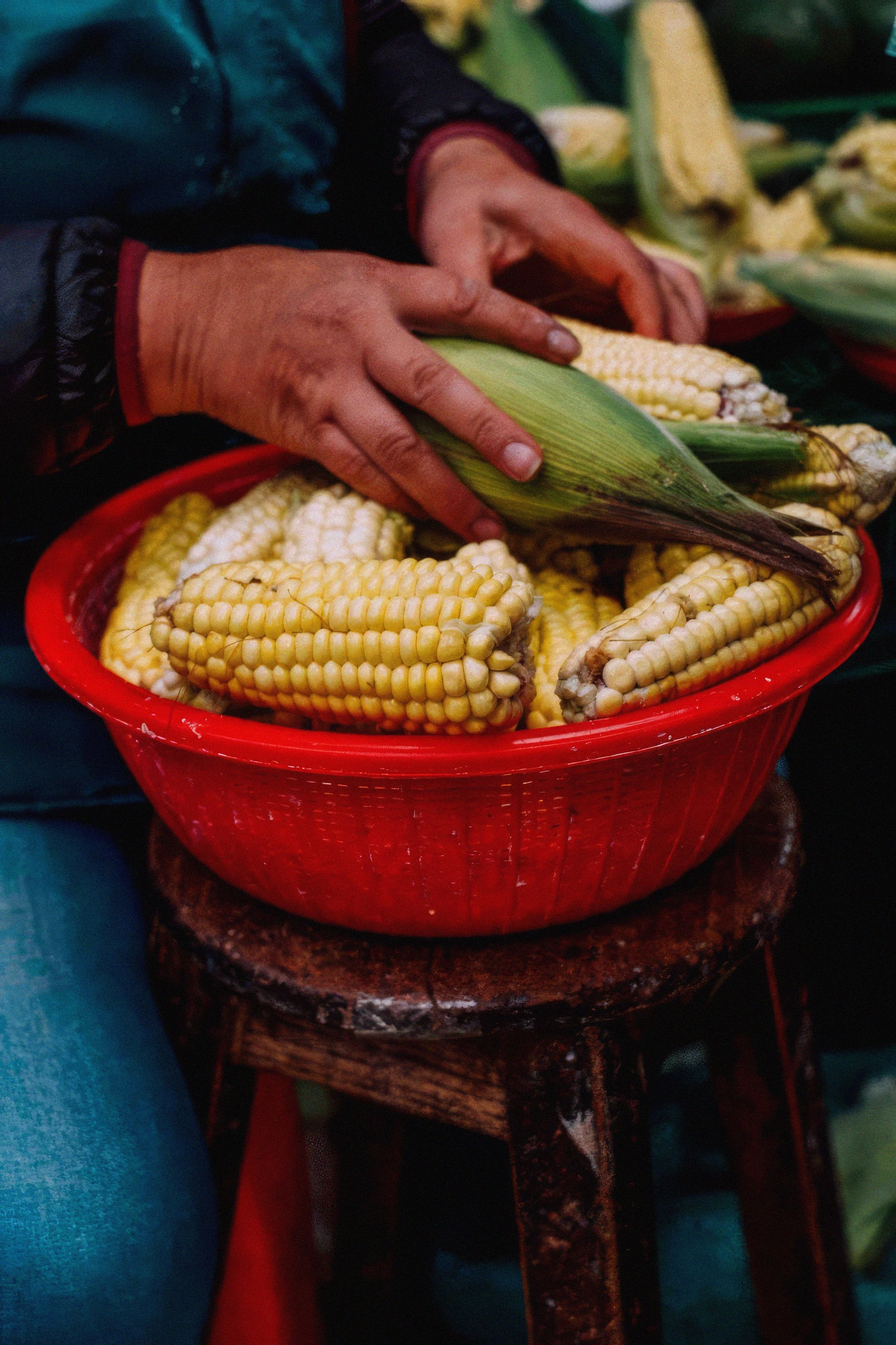 Close-up of a person handling fresh corn on a cob at a market. The person is wearing a black and red jacket, and the background includes other vegetables like zucchini and squash.