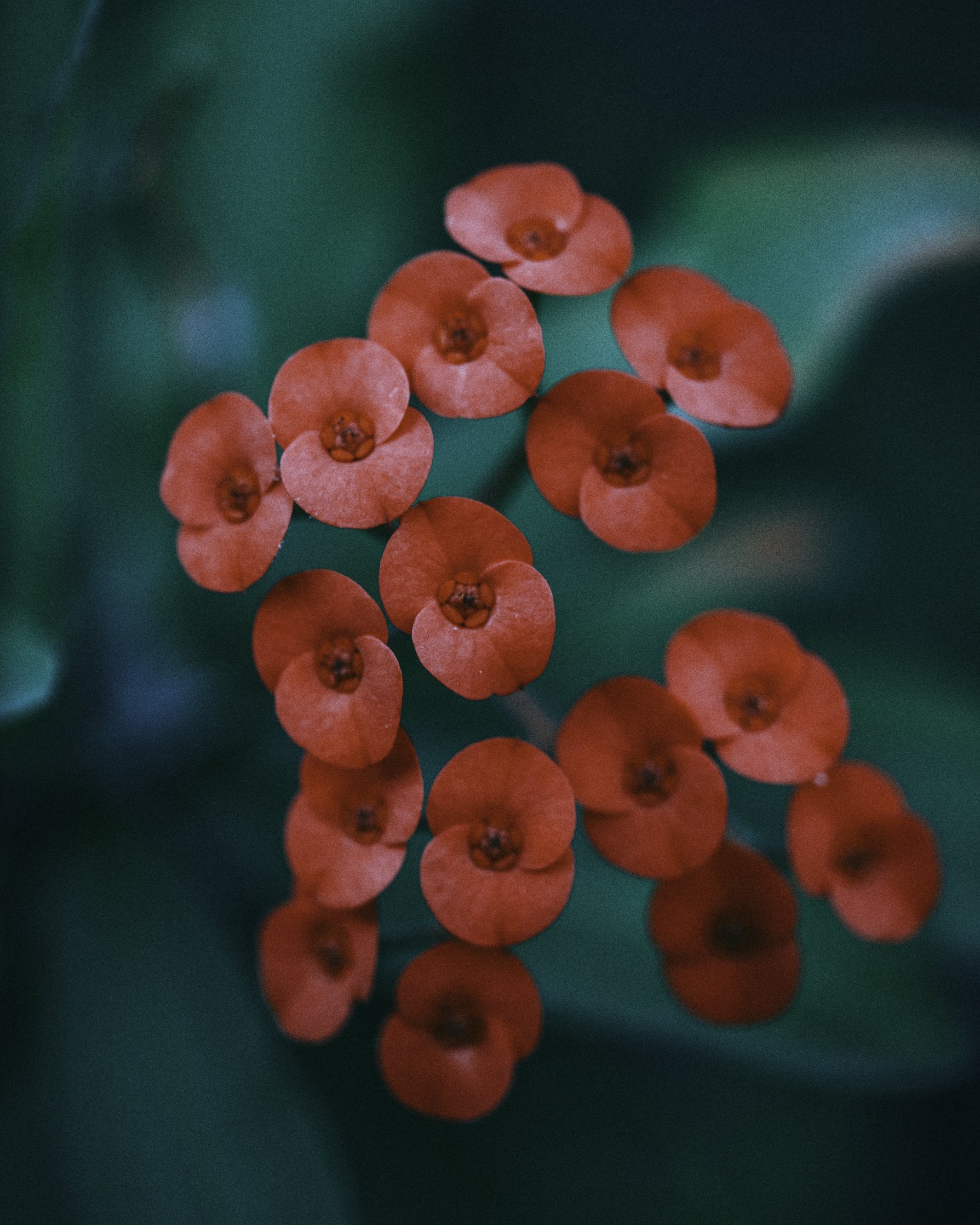 Close-up of red berries on a green background.