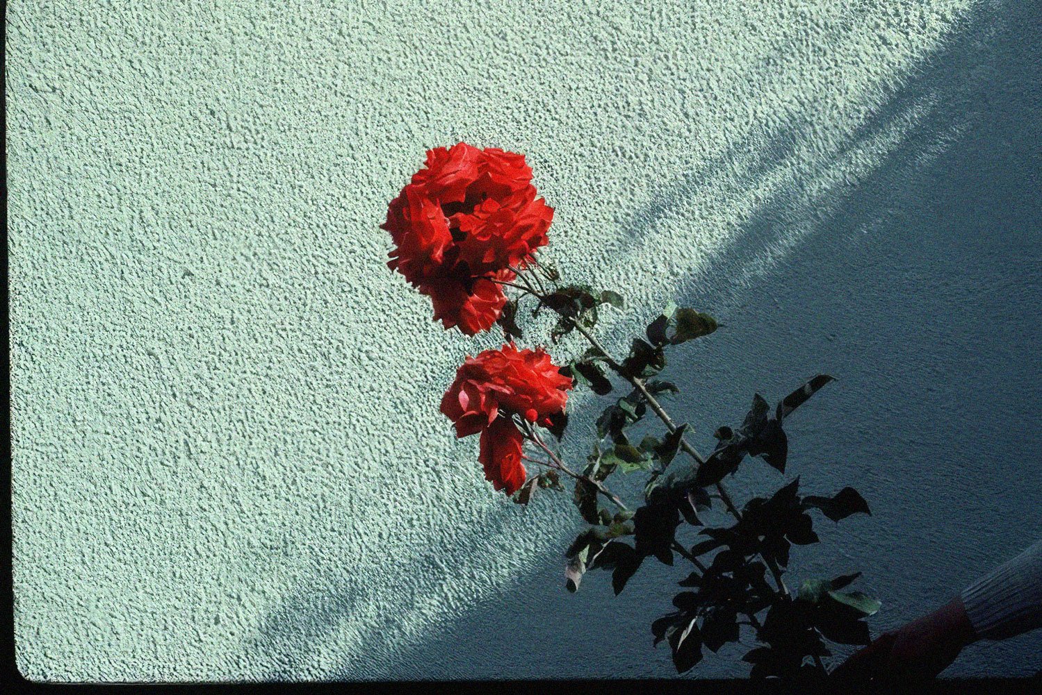 A bouquet of red flowers with dark green leaves against a textured off-white wall, with a shadow cast on the wall.