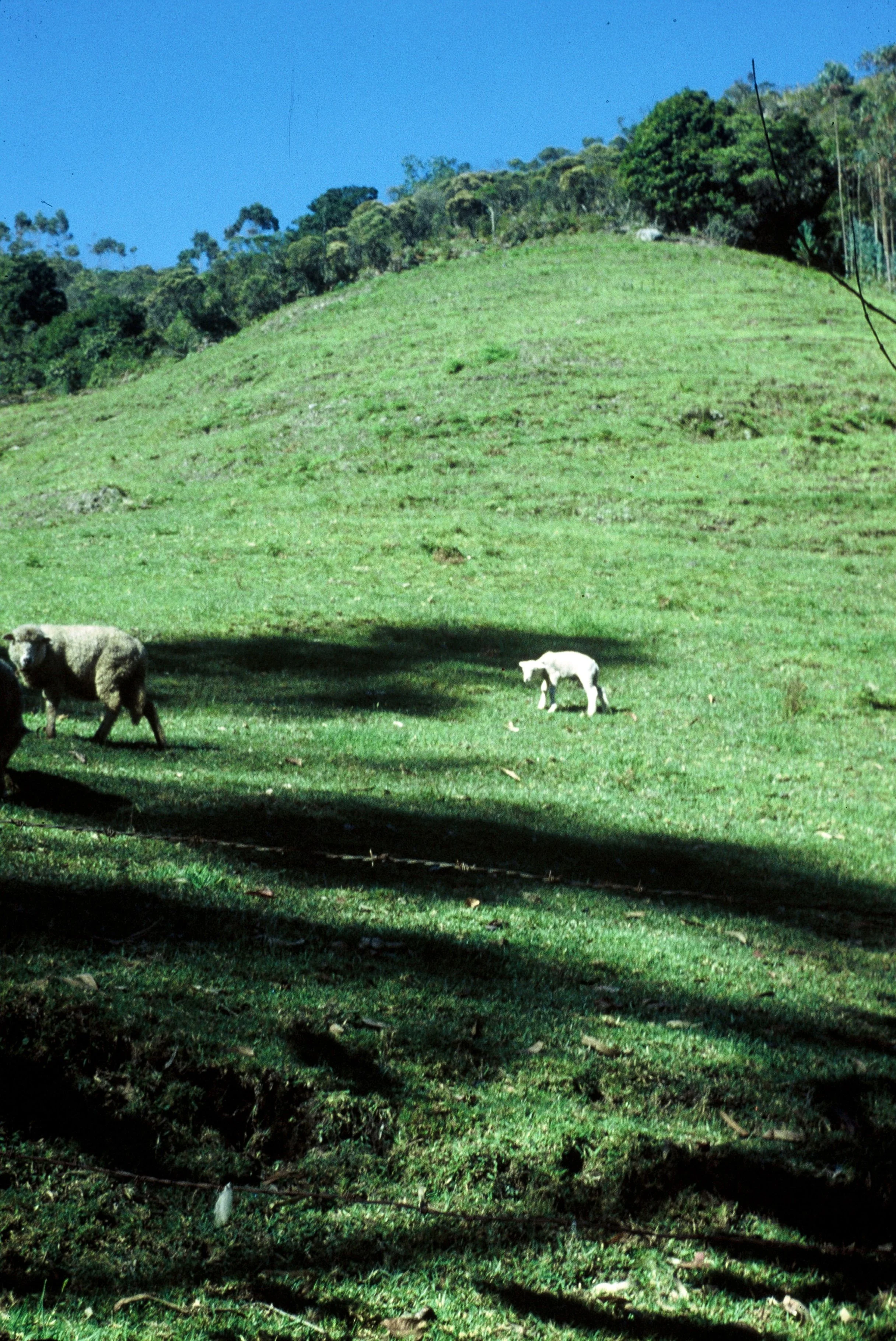 Green grassy field with two sheep and a small white dog, trees in the background, and a blue sky.