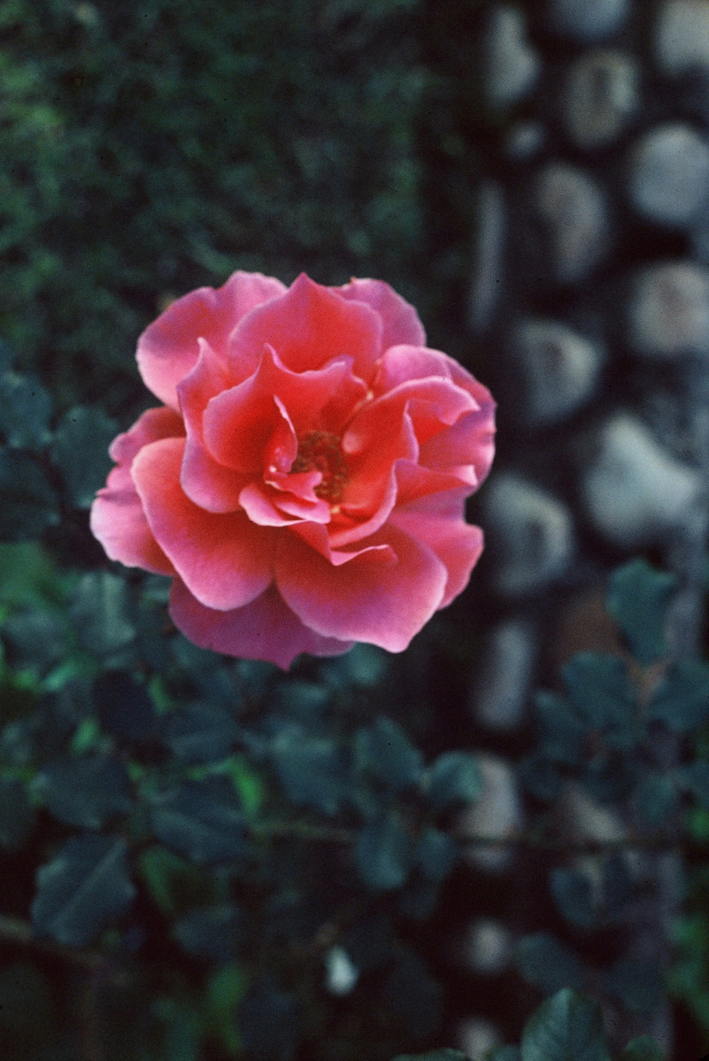 Close-up of a pink rose flower with a blurred green foliage background.
