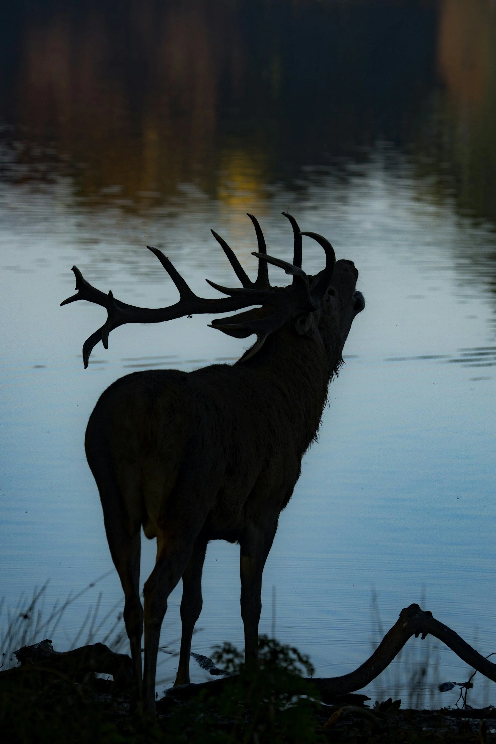 Silhouettes of two elk, including one with large antlers, standing near water at dusk with trees reflected in the lake.