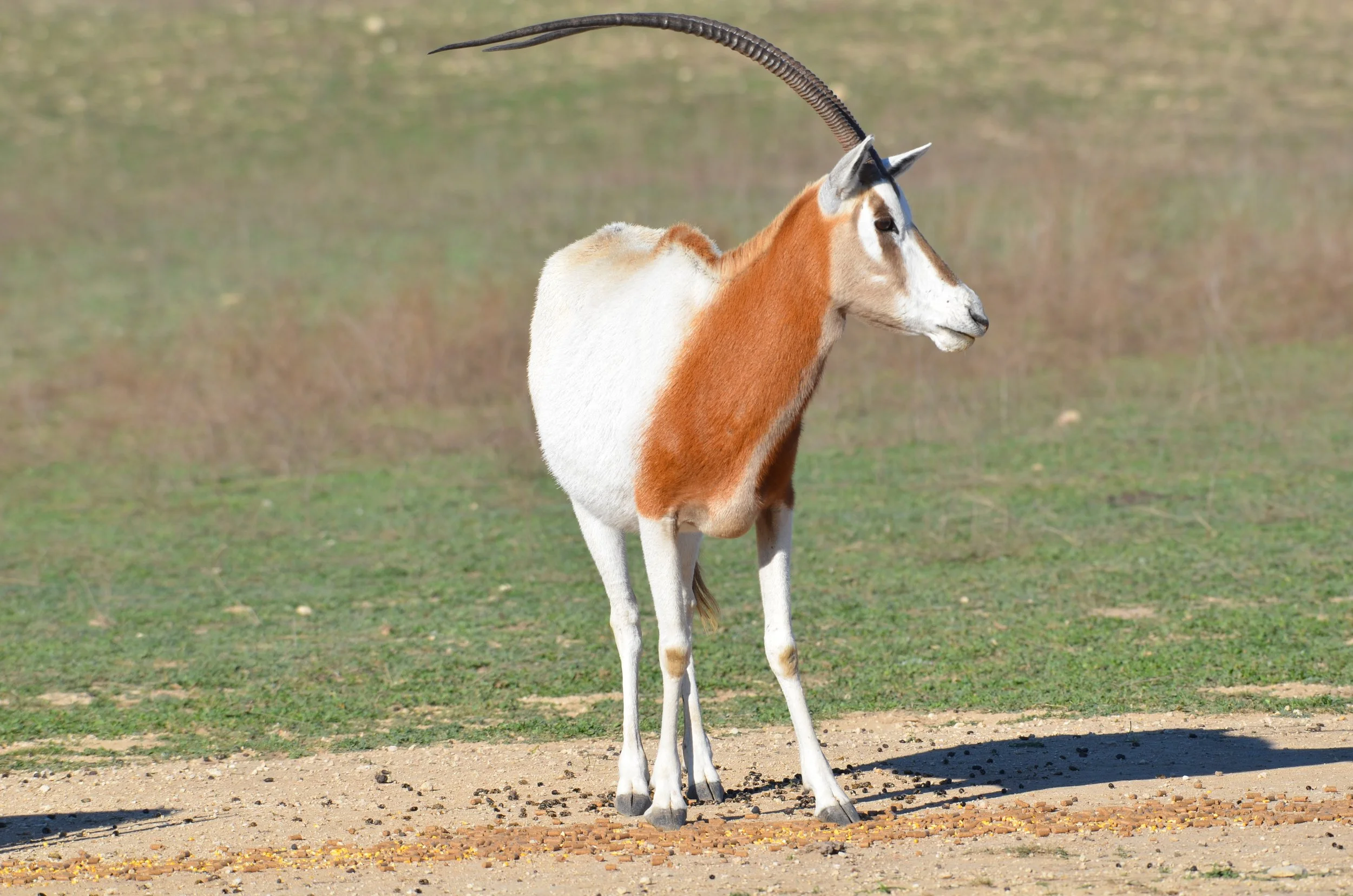 Scimitar-horned Oryx