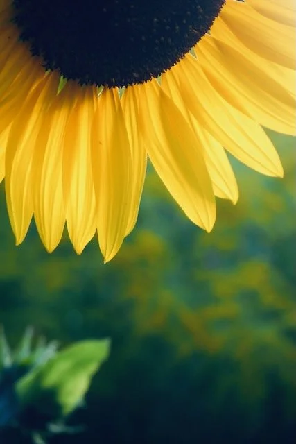 Sonnenblume mit gelben Blütenblättern und dunklem Zentrum, Nahaufnahme